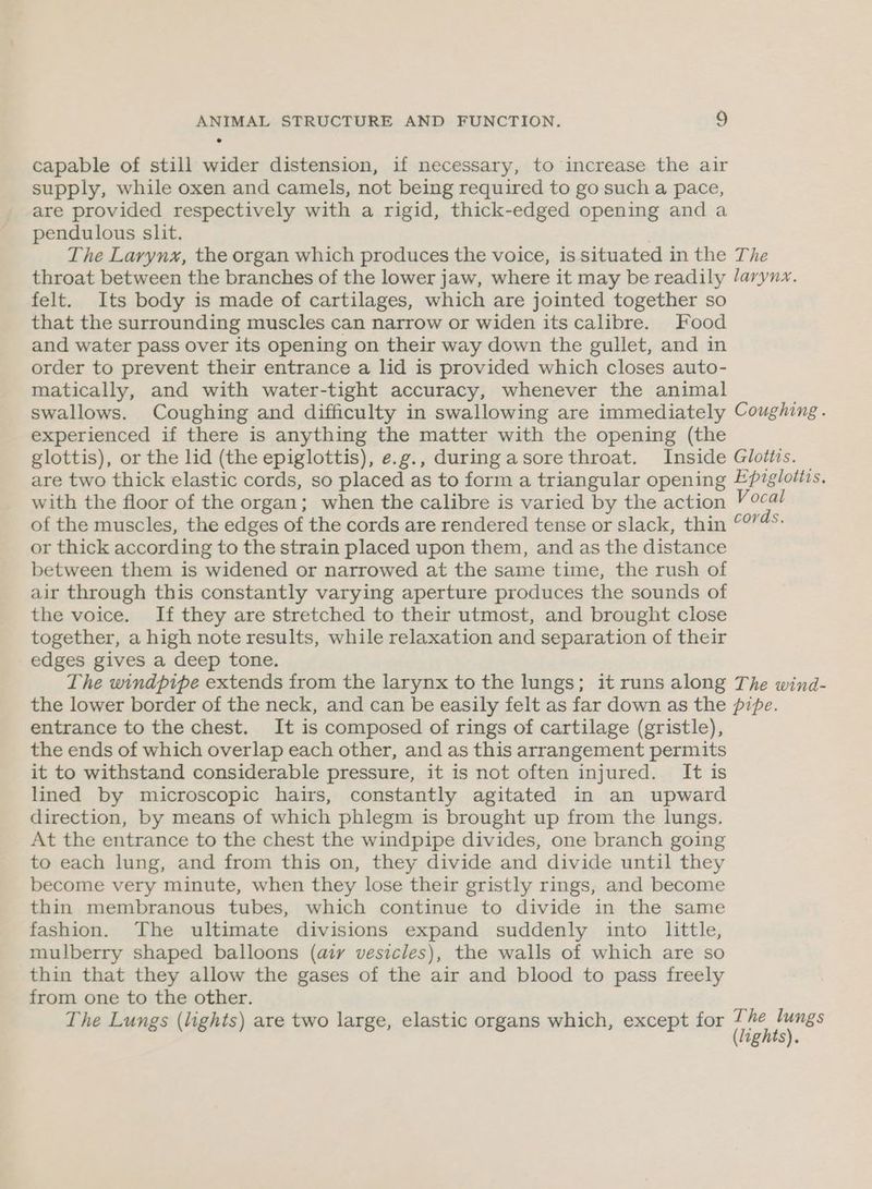 capable of still wider distension, if necessary, to increase the air supply, while oxen and camels, not being required to go such a pace, are provided respectively with a rigid, thick-edged opening and a pendulous slit. The Larynx, the organ which produces the voice, is situated in the The throat between the branches of the lower jaw, where it may be readily /arynz. felt. Its body is made of cartilages, which are jointed together so that the surrounding muscles can narrow or widen its calibre. Food and water pass over its opening on their way down the gullet, and in order to prevent their entrance a lid is provided which closes auto- matically, and with water-tight accuracy, whenever the animal swallows. Coughing and difficulty in swallowing are immediately Coughing. experienced if there is anything the matter with the opening (the glottis), or the lid (the epiglottis), e.g., duringasore throat. Inside Glottis. are two thick elastic cords, so placed as to form a triangular opening Epigloitis, with the floor of the organ; when the calibre is varied by the action ca! of the muscles, the edges of the cords are rendered tense or slack, thin cords. or thick according to the strain placed upon them, and as the distance between them is widened or narrowed at the same time, the rush of air through this constantly varying aperture produces the sounds of the voice. If they are stretched to their utmost, and brought close together, a high note results, while relaxation and separation of their edges gives a deep tone. The windpipe extends from the larynx to the lungs; it runs along The wind- the lower border of the neck, and can be easily felt as far down as the pipe. entrance to the chest. It is composed of rings of cartilage (gristle), the ends of which overlap each other, and as this arrangement permits it to withstand considerable pressure, it is not often injured. It is lined by microscopic hairs, constantly agitated in an upward direction, by means of which phlegm is brought up from the lungs. At the entrance to the chest the windpipe divides, one branch going to each lung, and from this on, they divide and divide until they become very minute, when they lose their gristly rings, and become thin membranous tubes, which continue to divide in the same fashion. The ultimate divisions expand suddenly into little, mulberry shaped balloons (aiv vesicles), the walls of which are so thin that they allow the gases of the air and blood to pass freely from one to the other. The Lungs (lights) are two large, elastic organs which, except for re bis ights).