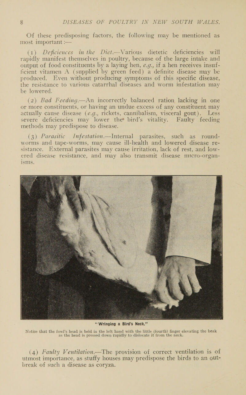Of these predisposing factors, the following may be mentioned as most important :— (1) Deficiences in the Diet—Various dietetic deficiencies will rapidly manifest themselves in poultry, because of the large intake and output of food constituents by a laying hen, e.g., if a hen receives insuf- ficient vitamen A (supplied by green feed) a definite disease may be produced. Even without producing symptoms of this specific disease, the resistance to various catarrhal diseases and worm infestation may be lowered. (2) Bad Feeding.—An incorrectly balanced ration, lacking in one or more constituents, or having an undue excess of any constituent may actually cause disease (e@.g., rickets, cannibalism, visceral gout). Less severe deficiencies may lower the* bird’s vitality. Faulty feeding methods may predispose to disease. |  ‘““Wringing a Bird’s Neck.” Notice that the fowl’s head is held in the left hand with the little (fourth) finger elevating the beak as the head is pressed down rapidly to dislocate it from the neck. (4) Faulty Ventilation—The provision of correct ventilation is of utmost importance, as stuffy houses may predispose the birds to an out- break of such a disease as coryza.