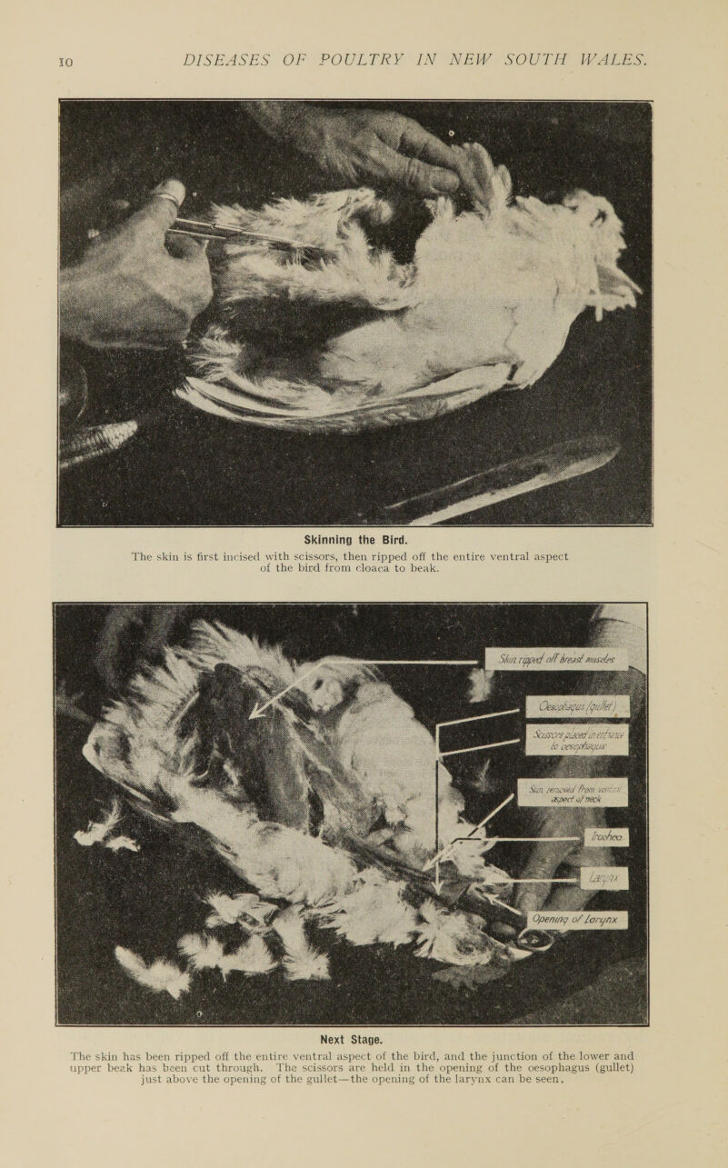    Skinning the Bird. The skin is first incised with scissors, then ripped off the entire ventral aspect of the bird from cloaca to beak. EE SEE PESO FORE KS BOE Sf NECK  Next Stage. The skin has been ripped off the entire ventral aspect of the bird, and the junction of the lower and upper beek has been cut through. The scissors are held in the opening of the oesophagus (gullet) just above the opening of the gullet—the opening of the larynx can be seen,