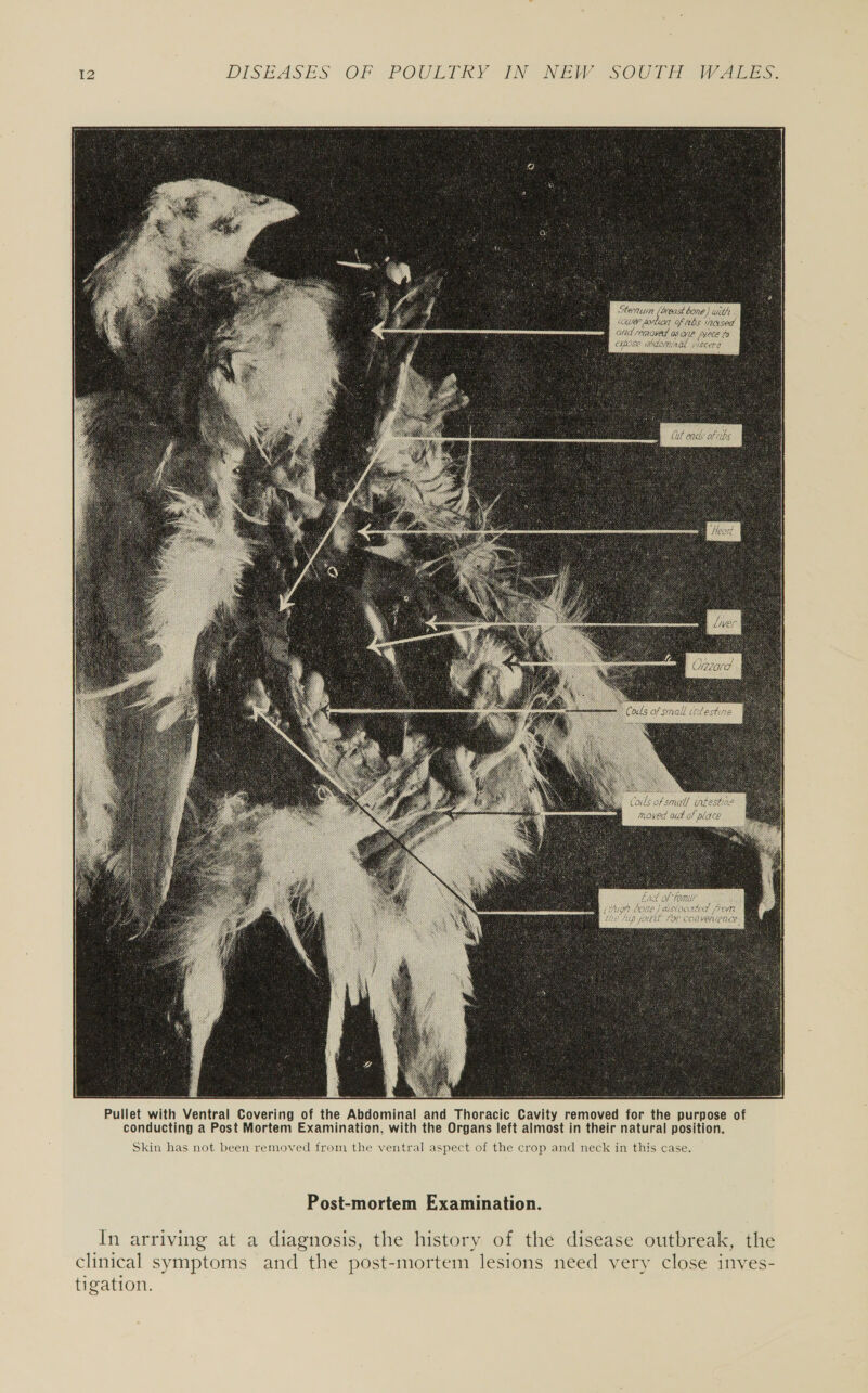 f BUF Bf BE  Pullet with Ventral Covering of the Abdominal and Thoracic Cavity removed for the purpose of conducting a Post Mortem Examination, with the Organs left almost in their natural position. Skin has not been removed from the ventral aspect of the crop and neck in this case, Post-mortem Examination. In arriving at a diagnosis, the history of the disease outbreak, the clinical symptoms and the post-mortem lesions need very close inves- tigation.