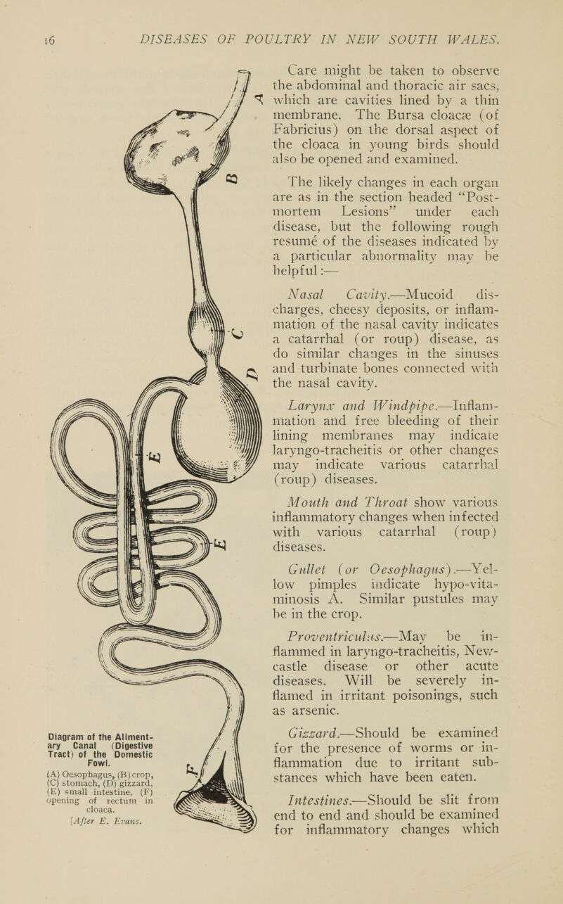 (QW aa = ey a Diagram of the Aliment- ary Canal (Digestive Tract) of the Domestic Fowl. {A) Oesophagus, (B) crop, (C) stomach, (D) gizzard, (E) small intestine, (F) opening of rectum in cloaca. [After E. Evans.   Care might be taken to observe the abdominal and thoracic air sacs, which are cavities lined by a thin membrane. The Bursa cloace (of Fabricius) on the dorsal aspect of the cloaca in young birds should also be opened and examined. The likely changes in each organ are as in the section headed ‘‘Post- mortem Lesions” under each disease, but the following rough resume of the diseases indicated by a particular abnormality may be helpful :— Nasal Cavity—Mucoid dis- charges, cheesy deposits, or inflam- mation of the nasal cavity indicates a catarrhal (or roup) disease, as do similar changes in the sinuses and turbinate bones connected with the nasal cavity. Larynx and Windpipe.—t\nflam- mation and free bleeding of their lining membranes may _ indicate laryngo-tracheitis or other changes may indicate various catarrhal (roup) diseases. Mouth and Throat show various inflammatory changes when infected with various catarrhal (roup) diseases. Gullet (or Ocesophagus) —Yel- low pimples indicate hypo-vita- minosis A. Similar pustules may be in the crop. Proventriculus—May be in- flammed in laryngo-tracheitis, New- castle disease or: other acute diseases. Will be severely in- flamed in irritant poisonings, such as arsenic. Giggard.—Should be examined for the presence of worms or in- flammation due to irritant sub- stances which have been eaten. Intestines—Should be slit from end to end and should be examined for inflammatory changes which