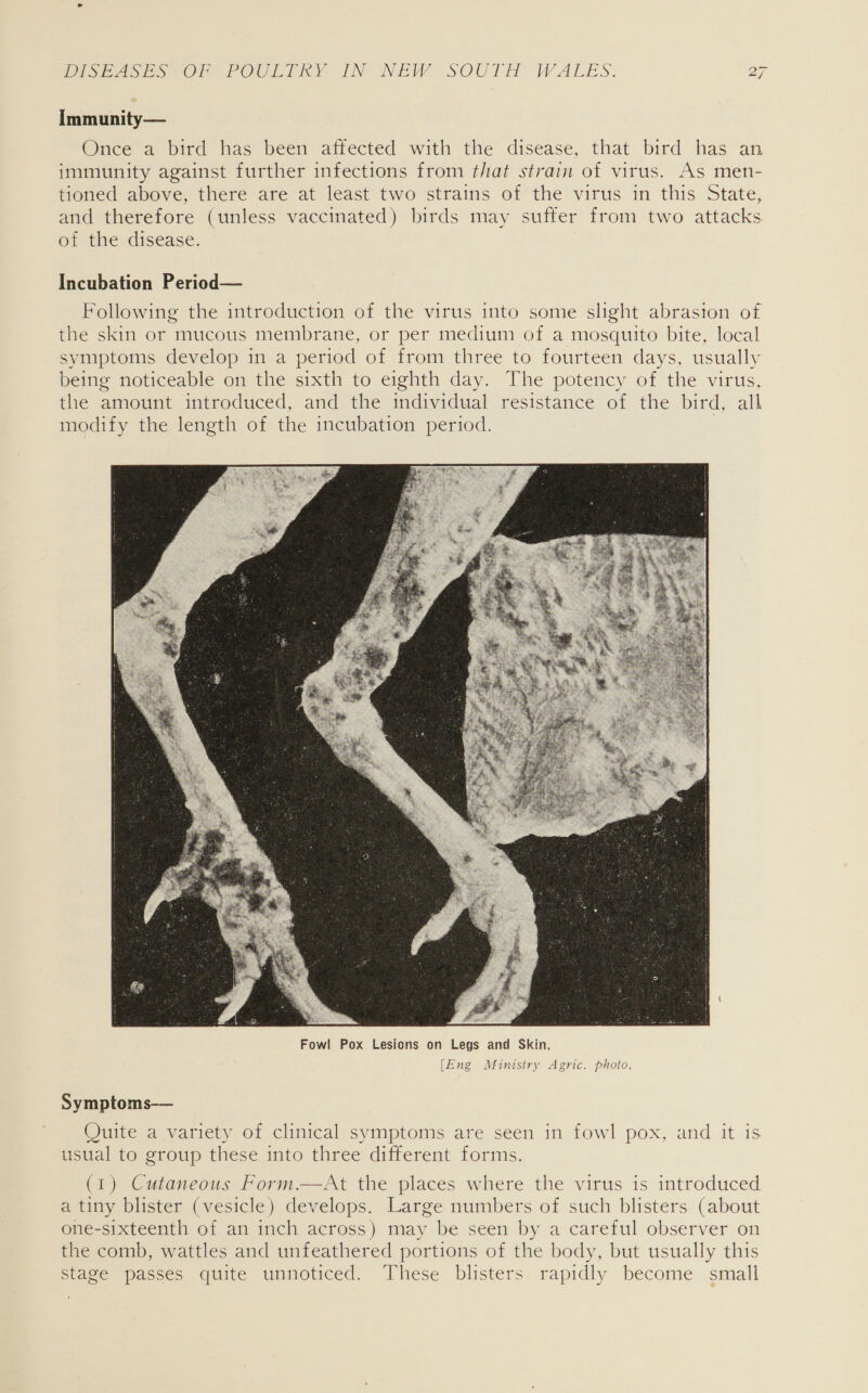 Immunity— Once a bird has been affected with the disease, that bird has an immunity against further infections from that strain of virus. As men- tioned above, there are at least two strains of the virus in this State, and therefore (unless vaccinated) birds may sufter from two attacks of the disease. Incubation Period— Following the introduction of the virus into some slight abrasion of the skin or mucous membrane, or per medium of a mosquito bite, local symptoms develop in a period of from three to fourteen days, usually being noticeable on the sixth to eighth day. The potency of the virus, the amount introduced, and the individual resistance of the bird, all modify the length of the incubation period. 7  Symptoms-—— Quite a variety of clinical symptoms are seen in fowl pox, and it is usual to group these into three different forms. (1) Cutaneous Form.—At the places where the virus is introduced a tiny blister (vesicle) develops. Large numbers of such blisters (about one-sixteenth of an inch across) may be seen by a careful observer on the comb, wattles and unfeathered portions of the body, but usually this stage passes quite unnoticed. These blisters. rapidly become small