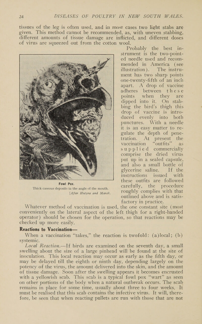 tissues of the leg is often used, and in most cases two light stabs are given. This method cannot be recommended, as, with uneven stabbing, different amounts of tissue damage are inflicted, and different doses of virus are squeezed out from the cotton wool. Probably the best in- strument is the two-point- ed needle used and recom- mended in America (see illustration). The imstru- ment has two sharp points one-twenty-fifth of an inch apart. A drop of vaccine adheres between these points when they are dipped into it. On _ stab- bing the bird’s thigh this drop of vaccine is intro- duced evenly into both punctures. With a needle it is an easy matter to re- gulate the depth of pene- tration... At &lt;present sihe vaccination “outfits” as supplied commercially comprise the dried virus put up in a sealed capsule, and also a small bottle of glycerine saline. If the instructions issued with these outfits are followed carefully, the- procedure roughly complies with that outlined above and is satis- factory in practice. Whatever method of vaccination is used, the one constant site (most conveniently on the lateral aspect of the left thigh for a right-handed operator) should be chosen for the operation, so that reactions may be checked up more easily.  Reactions to Vaccination— When a vaccination “takes,” the reaction is twofold: (a)local; (b) systemic. Local Reaction.—lf birds are examined on the seventh day, a small swelling about the size of a large pinhead will be found at the site of inoculation. This local reaction may occur as early as the fifth day, or may be delayed till the eighth or ninth day, depending largely on the potency of the virus, the amount delivered into the skin, and the amount of tissue damage. Soon after the swelling appears it becomes encrusted with a yellowish scab. This scab is a typical fowl pox “wart” as seen on other portions of the body when a natural outbreak occurs. The scab remains in place for some time, usually about three to four weeks. It must be realised that this scab contains the infective virus. It will, there- fore, be seen that when reacting pullets are run with those that are not