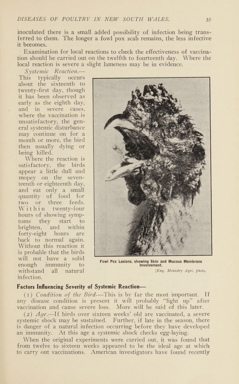 inoculated there is a small added possibility of infection being trans- ferred to them. The longer a fowl pox scab remains, the less infective it becomes. Examination for local reactions to check the effectiveness of vaccina- tion should be carried out on the twelfth to fourteenth day. Where the local reaction is severe a slight lameness may be in evidence. Systemic Reaction — This typically occurs about the sixteenth to twenty-first day, though it has been observed as early as the eighth day, and “inl; Severe ~ cases) where the vaccination is unsatisfactory, the gen- eral systemic disturbance may continue on for a month or more, the bird then usually dying or being killed. Where the reaction is Satisfactory, the birds appear a little dull and mopey on the _ seven- teenth or eighteenth day, and eat “only. 2. simall quantity. of food for two or three - feeds. Within twenty-four hours of showing symp- toms “they ~ start to brighten, and within forty-eight hours are back to normal again. Without this reaction it is probable that the birds will not have a_ solid  enough immunity to Involvement. withstand. all ‘naturat [Eng. Ministry Agri. photo. infection. Factors Influencing Severity of Systemic Reaction— (1) Condition of the Bird—This is by far the most important. If any disease condition is present it will probably “light up” after vaccination and cause severe loss. More will be said of this later. (2) Age—lIf{ birds over sixteen weeks’ old are vaccinated, a severe systemic shock may be sustained. Further, if late in the season, there is danger of a natural infection occurring before they have developed an immunity. At this age a systemic shock checks egg-laying. ~ When the original experiments were carried out, it was found that from twelve to sixteen weeks appeared to be the ideal age at which to carry out vaccinations. American investigators have found recently