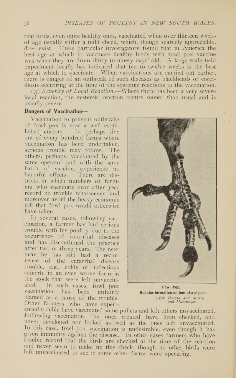 that birds, even quite healthy ones, vaccinated when over thirteen weeks of age usually suffer a mild check, which, though scarcely appreciable, does exist. ‘These particular investigators found that in America the best age at which to vaccinate healthy birds with fowl pox vaccine was when they are from thirty to ninety days’ old. A large scale field experiment locally has indicated that ten to twelve weeks is the best age at which to vaccinate. When vaccinations are carried out earlier, there is danger of an outbreak of such diseases as blackheads or cocci- diosis occurring at the time of the systemic reactions to the vaccination. (3) Severity of Local Reaction—Where there has been a very severe local reaction, the systemic reaction occurs sooner than usual and is usually severe. Dangers of Vaccination— Vaccination to prevent outbreaks of fowl pox is now a well estab- lished custom. In perhaps five out of every hundred farms where vaccination has been undertaken, serious trouble may follow. The others, perhaps, vaccinated by the same operator and with the same batch of vaccine, experience no harmful effects. There are dis- tricts in which numbers of farm- ers who vaccinate year after year record no trouble whatsoever, and moreover avoid the heavy economic toll that fowl pox would otherwise have taken. In several cases, following vac- cination, a farmer has had serious trouble with his poultry due to the occurrence of catarrhal diseases and has discontinued the practice after two or three years. The next year he has still had a recur- rerlce on Sthe “Catarrhial disease trouble, eg., colds or infectious catarrh, in an even worse form in the stock that were left unvaccin-  ated. In such cases, fowl pox Fowl Pox. vaccination has been unfairly Nodular formation on toes of a pigeon. blamed as a cause of the trouble. [After Hutyra and Marek : nad Manninger. Other farmers who have experi- : ie enced trouble have vaccinated some pullets and left others unvaccinated. Following vaccination, the ones treated have been checked, and never developed nor looked as well as the ones left unvaccinated. In this case, fowl pox vaccination is undesirable, even though it has given immunity against the disease. In other cases farmers who have trouble record that the birds are checked at the time of the reaction and never seem to make up this check, though no other birds were left unvaccinated to see if some other factor were operating.