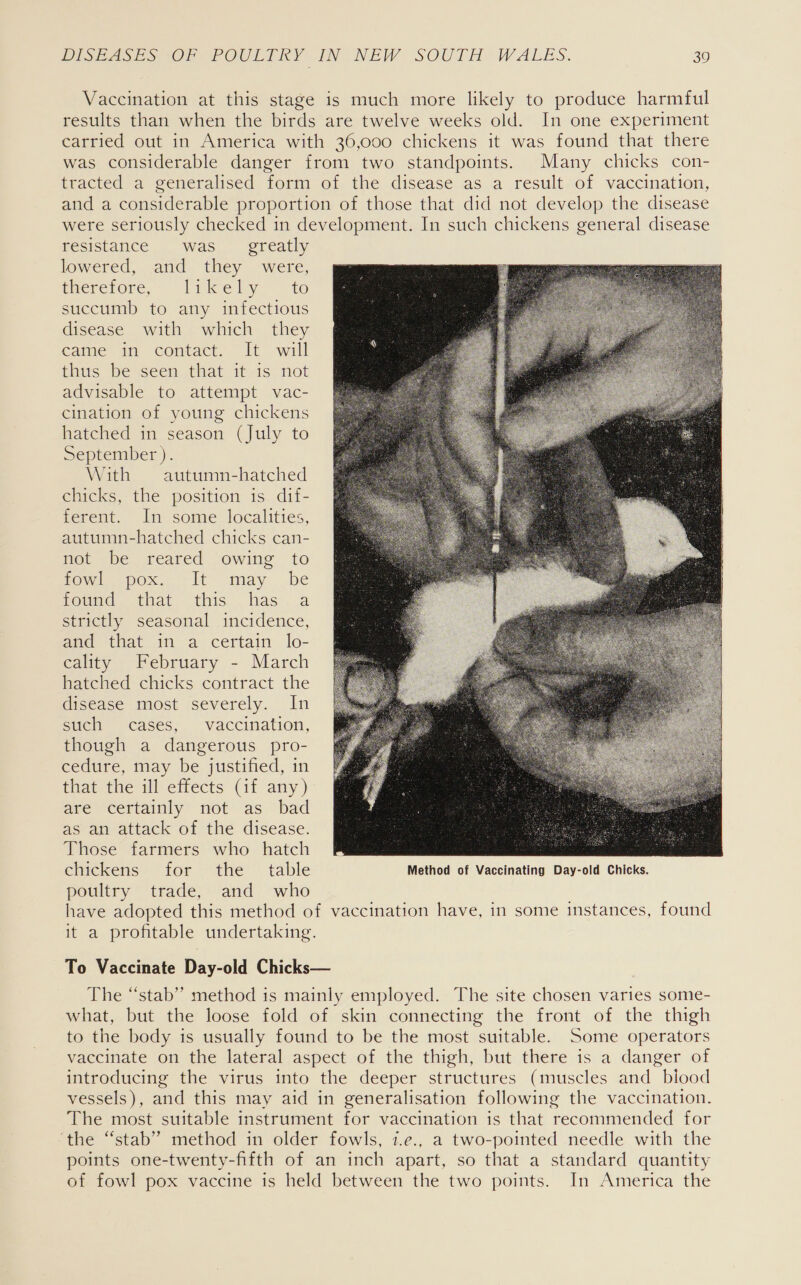 Vaccination at this stage is much more likely to produce harmful results than when the birds are twelve weeks old. In one experiment carried out in America with 36,000 chickens it was found that there was considerable danger from two standpoints. Many chicks con- tracted a generalised form of the disease as a result of vaccination, and a considerable proportion of those that did not develop the disease were seriously checked in development. In such chickens general disease resistance was greatly  lowered, and they were, tmercfore,- Tirkely— ‘te                     succumb to any infectious disease with which they                        caine” am contact. “lt will thus be seen that it is not advisable to attempt vac- cination of young chickens hatched in season (July to September ). With autumn-hatched chicks, the position is dif- ferent. In some localities, autumn-hatched chicks can- not be reared owing to fowl pox. It may be noumed. that this. . has. .a strictly seasonal incidence, and that in a certain lo- cality February - March hatched chicks contract the disease most severely. In Silela Cases, vaccination, though a dangerous pro- cedure, may be justified, in that the ill effects (if any)                                                                                                                                                                                                            are certainly not as bad as an attack of the disease. Those farmers who hatch 6 chickens for the table Method of Vaccinating Day-old Chicks. poultry trade, and who have adopted this method of vaccination have, in some instances, found it a profitable undertaking. To Vaccinate Day-old Chicks— The “stab” method is mainly employed. The site chosen varies some- what, but the loose fold of skin connecting the front of the thigh to the body is usually found to be the most suitable. Some operators vaccinate on the lateral aspect of the thigh, but there is a danger of introducing the virus into the deeper structures (muscles and biood vessels), and this may aid in generalisation following the vaccination. The most suitable instrument for vaccination is that recommended for ‘the “stab” method in older fowls, 1.e., a two-pointed needle with the points one-twenty-fifth of an inch apart, so that a standard quantity of fowl pox vaccine is held between the two points. In America the   