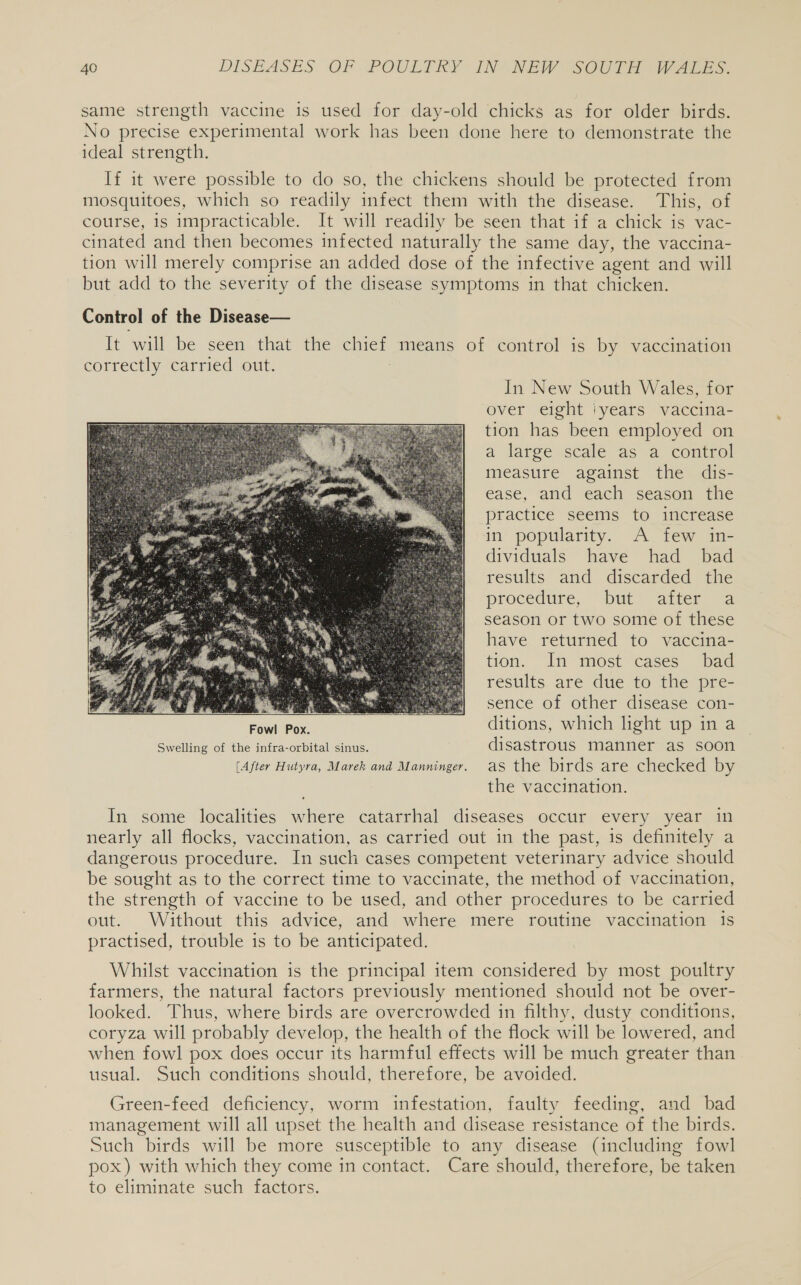 same strength vaccine is used for day-old chicks as for older birds. No precise experimental work has been done here to demonstrate the ideal strength. If it were possible to do so, the chickens should be protected from mosquitoes, which so readily infect them with the disease. This, of course, is impracticable. It will readily be seen that if a chick is vac- cinated and then becomes infected naturally the same day, the vaccina- tion will merely comprise an added dose of the infective agent and will but add to the severity of the disease symptoms in that chicken. Control of the Disease— In New South Wales, for over eight ‘years vaccina- tion has been employed on a large scale as a control measure against the dis- ease, and each season the practice seems to increase in popularity. A few in- dividuals have had _ bad results and discarded the procedure, “but aiter, &lt;a season or two some of these have returned to vaccina- tion. In most cases bad results are due to the pre- : | sence of other disease con- Fowl Pox. ditions, which hight up in a Swelling of the infra-orbital sinus. disastrous manner as soon [After Hutyra, Marek and Manninger. as the birds are checked by the vaccination.   In some localities where catarrhal diseases occur every year in nearly all flocks, vaccination, as carried out in the past, is definitely a dangerous procedure. In such cases competent veterinary advice should be sought as to the correct time to vaccinate, the method of vaccination, the strength of vaccine to be used, and other procedures to be carried out. Without this advice, and where mere routine vaccination 1s practised, trouble is to be anticipated. Whilst vaccination is the principal item considered by most poultry farmers, the natural factors previously mentioned should not be over- looked. Thus, where birds are overcrowded in filthy, dusty conditions, coryza will probably develop, the health of the flock will be lowered, and when fowl pox does occur its harmful effects will be much greater than usual. Such conditions should, therefore, be avoided. Green-feed deficiency, worm infestation, faulty feeding, and bad management will all upset the health and disease resistance of the birds. Such birds will be more susceptible to any disease (including fowl pox) with which they come in contact. Care should, therefore, be taken to eliminate such factors.