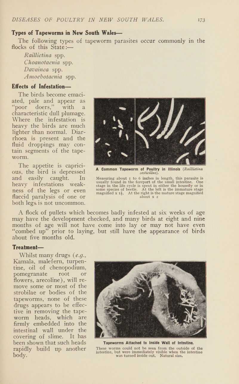 Types of Tapeworms in New South Wales— The following types of tapeworm parasites occur commonly in the flocks of this State :— Raillietina spp. Choanotaenia spp. Davainea spp. Amoebotaenia spp. Effects of Infestation— The birds become emaci- ated, pale and appear as “poor deers, with 2 characteristic dull plumage. Where the infestation is heavy the birds are much lighter than normal. Diar- rhoea is present and the fluid droppings may con- tain segments of the tape- worm.   The appetite is caprici- A Common Tapeworm of Poultry in Illinois (Razllietina ous, the bird is depressed cesticillus). and easily caught. In Measuring about 1 to 6 inches in length, this parasite is | inf : reals usually found in the forepart of the small intestine. One 1eavy iN estations Wweak- stage in the life cycle is spent in either the housefly or in some species of beetle. At the left is the immature stage HESS of the legs Or evel! magnified x 14. At the right is the mature stage magnified flaccid paralysis of one or about x 2 both legs.is not uncommon. A flock of pullets which becomes badly infested at six weeks of age may have the development checked, and many birds at eight and nine months of age will not have come into lay or may not have even “combed up” prior to laying, but still have the appearance of birds about five months old. Treatment— Whilst many drugs (¢.g., Kamala, malefern, turpen- tine, oil of chenopodium, pomegranate root or flowers, arecoline), will re- move some or most of the strobilae or bodies of the tapeworms, none of these drugs appears to be effec- tive in removing the. tape- worm heads, which are firmly embedded into the intestinal wall under the covering of slime. It has cae oe ) been shown that such heads Tapeworms Attached to Inside Wall of Intestine. rapidly build up another These worms could not be seen from the outside of the intestine, but were immediately visible when the intestine body was turned inside out. Natural size. 