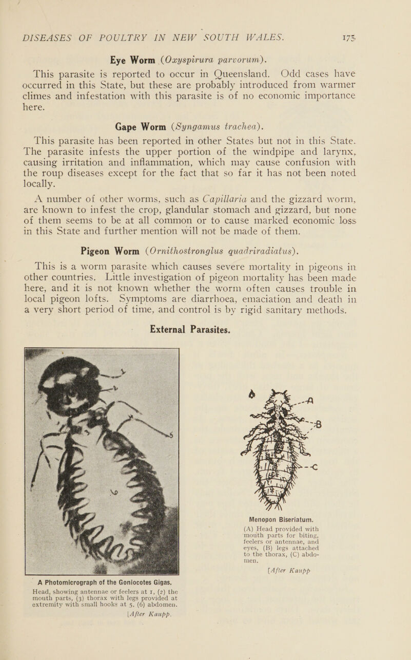 Eye Worm (Oxyspirura parvorum). This parasite is reported to occur in Queensland. Odd cases have occurred in this State, but these are probably introduced from warmer climes and infestation with this parasite is of no economic importance here. Gape Worm (Syngamus trachea). This parasite has been reported in other States but not in this State. The parasite infests the upper portion of the windpipe and larynx, causing irritation and inflammation, which may cause confusion with the roup diseases except for the fact that so far it has not been noted locally. A number of other worms, such as Capillaria and the gizzard worm, are known to infest the crop, glandular stomach and gizzard, but none of them seems to be at all common or to cause marked economic loss in this State and further mention will not be made of them. Pigeon Worm (Ornithostronglus quadriradiatus). This is a worm parasite which causes severe mortality in pigeons in other countries. Little investigation of pigeon mortality has been made here, and it is not known whether the worm often causes trouble in local pigeon lofts. Symptoms are diarrhoea, emaciation and death in a very short period of time, and control is by rigid sanitary methods. External Parasites.  (A) Head provided with mouth parts for biting, feelers or antennae, and eyes, (B) legs attached to the thorax, (C) abdo- men,  Le [After Kaupp ~ A Photomicrograph of the Goniocotes Gigas. Head, showing antennae or feelers at 1, (2) the mouth parts, (3) thorax with legs provided at extremity with small hooks at 5, (6) abdomen. [After Kaupp.