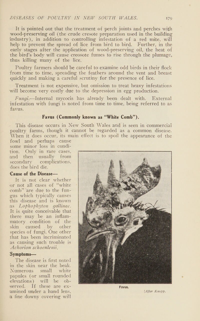 It is pointed out that the treatment of perch joints and perches with wood-preserving oil (the crude cresote preparation used in the building industry), in addition to controlling infestation of a red mite, will help to prevent the spread of lice from bird to bird. Further, in the early stages after the application of wood-preserving oil, the heat of the bird’s body will cause creosote fumes to rise through the plumage, thus killing many of the lice. Poultry farmers should be careful to examine odd birds in their flock from time to time, spreading the feathers around the vent and breast quickly and making a careful scrutiny for the presence of lice. Treatment is not expensive, but omission to treat heavy infestations will become very costly due to the depression in egg production. Fungi.—tInternal mycocis has already been dealt with. External infestation with fungi is noted from time to time, being referred to as favus. Favus (Commonly known as “White Comb”). This disease occurs in New South Wales and is seen in commercial poultry farms, though it cannot be regarded as a common. disease. When it does occur, its main effect 1s to spoil the appearance of the fowl and perhaps cause some minor loss in condi- tom, “Only im rare cases, and then usually from secondary complications, does the bird die. ‘Cause of the Disease— It is not clear whether or not all cases of “white comb” ‘are due to the fun- gus which typically causes this disease and is known as Lophophyton gallinae. It is quite conceivable that there may be an inflam- matory condition of the Sits, caused , by. other species of fungi. One other that has been incriminated as causing such trouble is Achorion schoenlenit, Symptoms— The disease is first noted in the skin near the beak. Numerous small white papules (or small rounded elevations) will be ob- ae es ‘served. If these are ex- Favus. amined under a hand lens, [After Kaupp. a fine downy covering will 