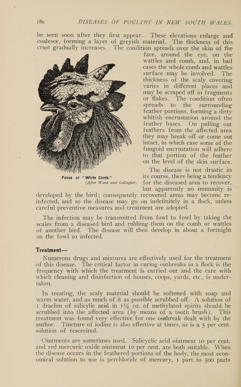 be seen soon after they first appear. These elevations enlarge and coalesce, forming a layer of greyish material. The thickness of this crust gradually increases. The condition spreads over the skin of the face, around the eye, on the wattles and comb, and, in bad cases the whole comb and wattles surface may be involved. The thickness of the scaly covering varies in different places and may be scraped off in fragments or flakes. The condition often spreads to the surrounding feather portions, forming a dirty whitish encrustation around the feather bases. On pulling out feathers from the affected area they may break off or come out intact, in which case some of the fungoid encrustation will adhere to that portion of the feather  Se aN NM a ip | on the level of the skin surface. RATHI yf} { it ° . e e ANU  The disease is not drastic in Favus or “White Comb.” its course, there being a tendency [After Ward and Gallagher. for the diseased area to recover, but apparently no immunity is developed by the bird; consequently recovered areas may become re- infected, and so the disease may go on indefinitely in a flock, unless careful preventive measures and treatment are adopted. The infection may be transmitted from fowl to fowl by taking the scales from a diseased bird and rubbing them on the comb or wattles of another bird. The disease will then develop in about a fortnight on the fowl so infected. Treatment— Numerous drugs and mixtures are effectively used for the treatment of this disease. The critical factor in curing outbreaks in a flock is the frequency with which the treatment is carried out and the care with which cleaning and disinfection of houses, coops, yards, etc., is under- taken. In treating, the scaly material should be softened with soap and warm water, and as much of it as possible scrubbed off. A solution of 1 drachm of salicylic acid in 144 oz. of methylated spirits should be scrubbed into the affected. area (by means of a tooth brush). This treatment was found very effective for one outbreak dealt with by the author. Tincture of iodine is also effective at times, as is a 5 per cent. solution of resorcinol. Ointments are sometimes used. Salicyclic acid ointment to per cent. and red mercuric oxide ointment 10 per cent. are both suitable. When the disease occurs in the feathered portions of the body, the most econ- omical solution to use is perchloride of mercury, I part to 500 parts