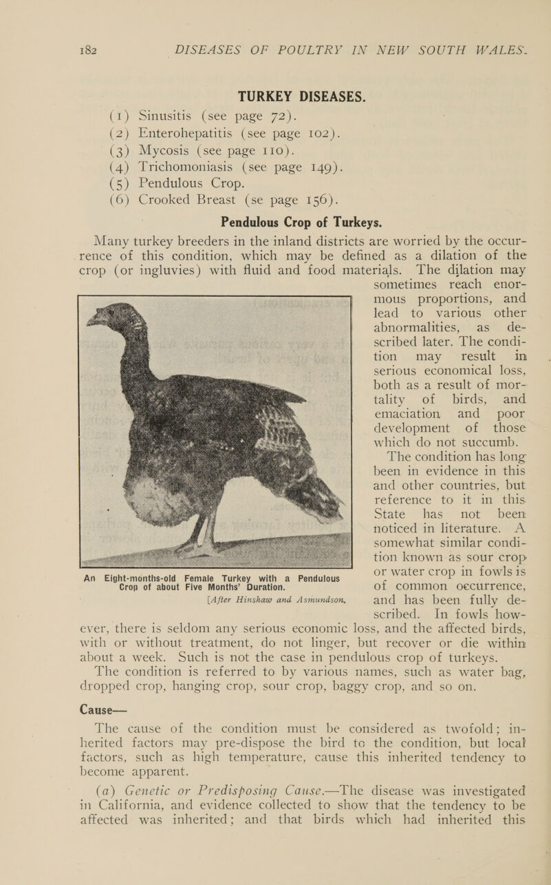 TURKEY DISEASES. (1) Sinusitis (see’ page 72). (2) Enterohepatitis (see page 102). (3) Mycosis (see page I10). (4) Trichomoniasis (see page 149). (5) Pendulous Crop. (6) Crooked Breast (se page 156). Pendulous Crop of Turkeys. Many turkey breeders in the inland districts are worried by the occur- -rence of this condition, which may be defined as a dilation of the crop (or ingluvies) with fluid and food materials. The dilation may } sometimes reach enor- mous proportions, and lead to various other abnormalities, as de- scribed later. The condi- tion may result: Vin serious economical loss, both as a result of mor- tality of birds, and emaciation and poor development of those which do not succumb. The condition has long been in evidence in this and other countries, but reference to it in this State “has © not: “beer noticed in literature. «A somewhat similar condi- tion known as sour crop An Ejght-months-old Female Turkey with a Pendulous Oe STO I fowls = Crop of about Five Months’ Duration. of common oecurrence, [After Hinshaw and Asmundson, and has been fully de- scribed. In fowls how- ever, there is seldom any serious economic loss, and the affected birds, with or without treatment, do not linger, but recover or die within about a week. Such is not the case in pendulous crop of turkeys. The condition is referred to by various names, such as water bag, dropped crop, hanging crop, sour crop, baggy crop, and so on.  Cause— The cause of the condition must be considered as twofold; in- herited factors may pre-dispose the bird te the condition, but local factors, such as high temperature, cause this inherited tendency to become apparent. (a) Genetic or Predisposing Cause-—The disease was investigated in California, and evidence collected to show that the tendency to be affected was inherited; and that birds which had inherited this