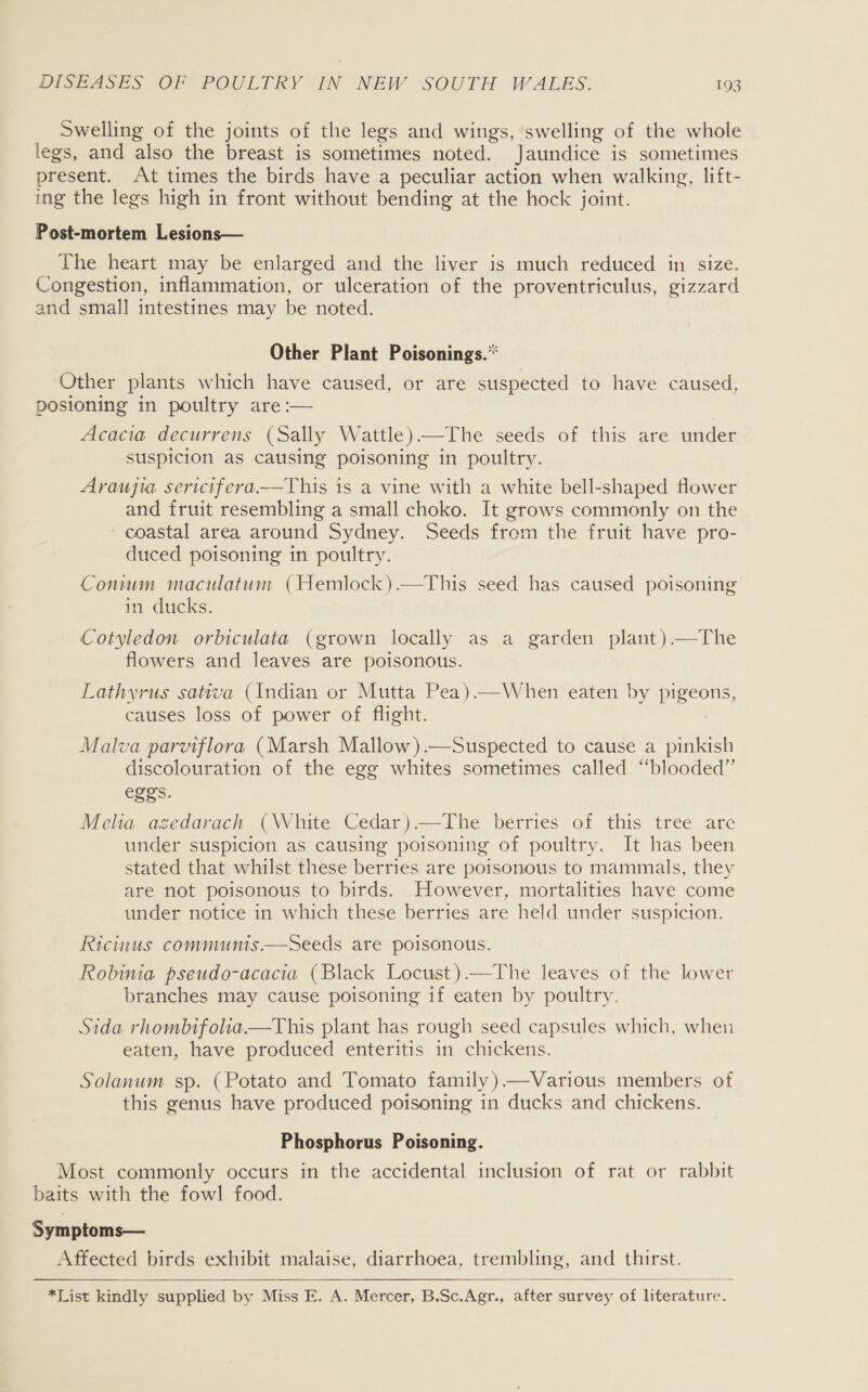 Swelling of the joints of the legs and wings, swelling of the whole legs, and also the breast is sometimes noted. Jaundice is sometimes present. At times the birds have a peculiar action when walking, lift- ing the legs high in front without bending at the hock joint. Post-mortem Lesions— The heart may be enlarged and the liver is much reduced in size. Congestion, inflammation, or ulceration of the proventriculus, gizzard and small intestines may be noted. Other Plant Poisonings.* Other plants which have caused, or are suspected to have caused, posioning in poultry are :— | Acacia decurrens (Sally Wattle) —The seeds of this are under suspicion as causing poisoning in poultry. Araujia sericifera—This is a vine with a white bell-shaped flower and fruit resembling a small choko. It grows commonly on the coastal area around Sydney. Seeds from the fruit have pro- duced poisoning in poultry. Comum maculatum (Hemlock).—This seed has caused poisoning in ducks. Cotyledon orbiculata (grown locally as a garden plant )—The flowers and leaves are poisonous. Lathyrus sativa (Indian or Mutta Pea).—When eaten by pigeons, causes loss of power of flight. Malva parviflora (Marsh Mallow).—Suspected to cause a pinkish discolouration of the egg whites sometimes called “blooded” eggs. Melia azedarach (White Cedar).—The berries of this tree are under suspicion as causing poisoning of poultry. It has been stated that whilst these berries are poisonous to mammals, they are not poisonous to birds. However, mortalities have come under notice in which these berries are held under suspicion. Ricinus communis.—Seeds are poisonous. Robinia pseudo-acacia (Black Locust).—The leaves of the lower branches may cause poisoning if eaten by poultry. Sida rhombifolia.—This plant has rough seed capsules which, when eaten, have produced enteritis in chickens. Solanum sp. (Potato and Tomato family )—Various members of this genus have produced poisoning in ducks and chickens. Phosphorus Poisoning. Most commonly occurs in the accidental inclusion of rat or rabbit baits with the fowl food. Symptoms— Affected birds exhibit malaise, diarrhoea, trembling, and thirst.   *List kindly supplied by Miss E. A. Mercer, B.Sc.Agr., after survey of literature.