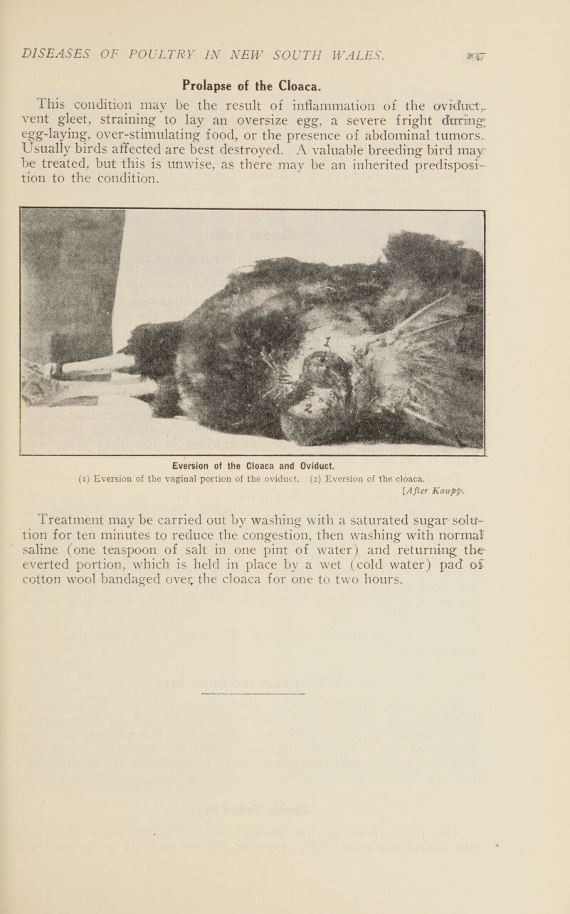 Prolapse of the Cloaca. This condition may be the result of inflammation of the oviduct, vent gleet, straining to lay an oversize egg, a severe fright during: egg-laying, over-stimulating food, or the presence of abdominal tumors.. Usually birds affected are best destroyed. A valuable breeding bird may- be treated, but this is unwise, as there may be an inherited predisposi-- tion to the condition.  Eversion of the Cloaca and Oviduct. {z) Eversion of the vaginal portion of the oviduct. (2) Eversion of the cloaca. {After Kaupp. Treatment may be carried out by washing with a saturated sugar solu- tion for ten minutes to reduce the congestion, then washing with normal saline (one teaspoon of salt in one pint of water) and returning the everted portion, which is held in place by a wet (cold water) pad of cotton wool bandaged over the cloaca for one to two hours. 