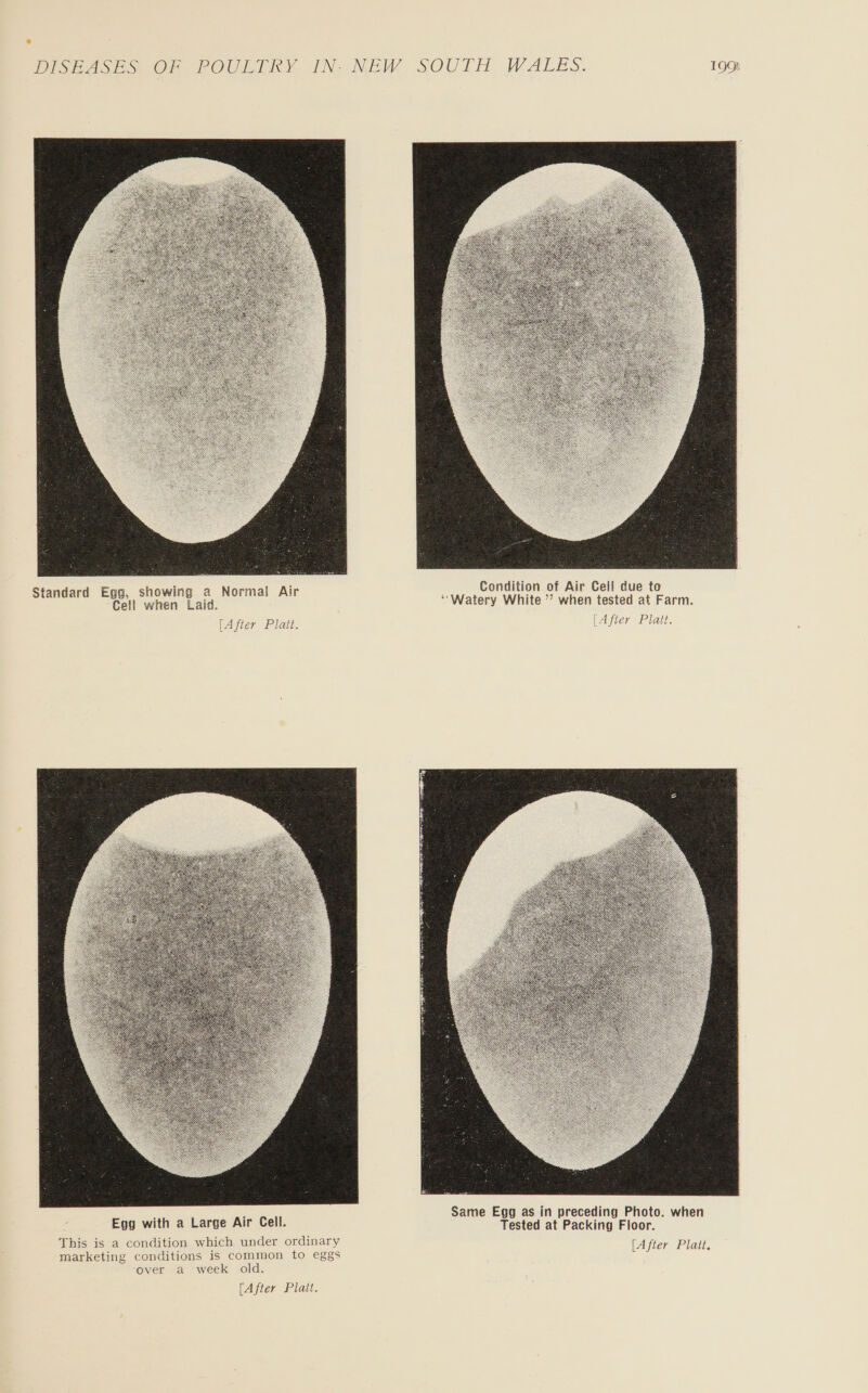 SOULE, WALES. NEW — | ~  ition of Air Cell due te Cond Watery White ’’ when tested at Farm showing a Normal Air Cell when Laid. Standard Egg, Platt. Af Ste [A latt. Gr P 4 L Af   = @ = = ae oS a2 a =) =e @ oo Be 2 he os s wn ce w ao oe ul = os ” ir Cell. Egg with a Large A = am 8 ay ~ Ss — x C aah i > Sp of co a=} Tm O He (e) =| me) mo. Eas 23 © iS) oY A ON YU a7 © sunt 5 a jas Sy ASD} S52 SOW bo) Wey hZ pal va StS S O 3 on =| 6 ARS) Es) oH ms} HE [After Platt.