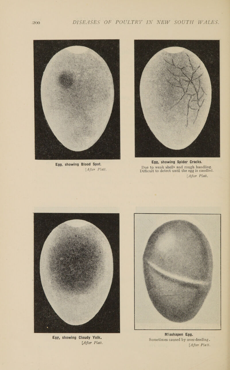 3 het EASES OF POULTRY IN NEW SOUTH AW Ales.    Egg, showing Spider Cracks. Due to weak shells and rough handling. Difficult to detect until the egg is candled. [After Platt. Egg, showing Blood Spot. [After Platt. 