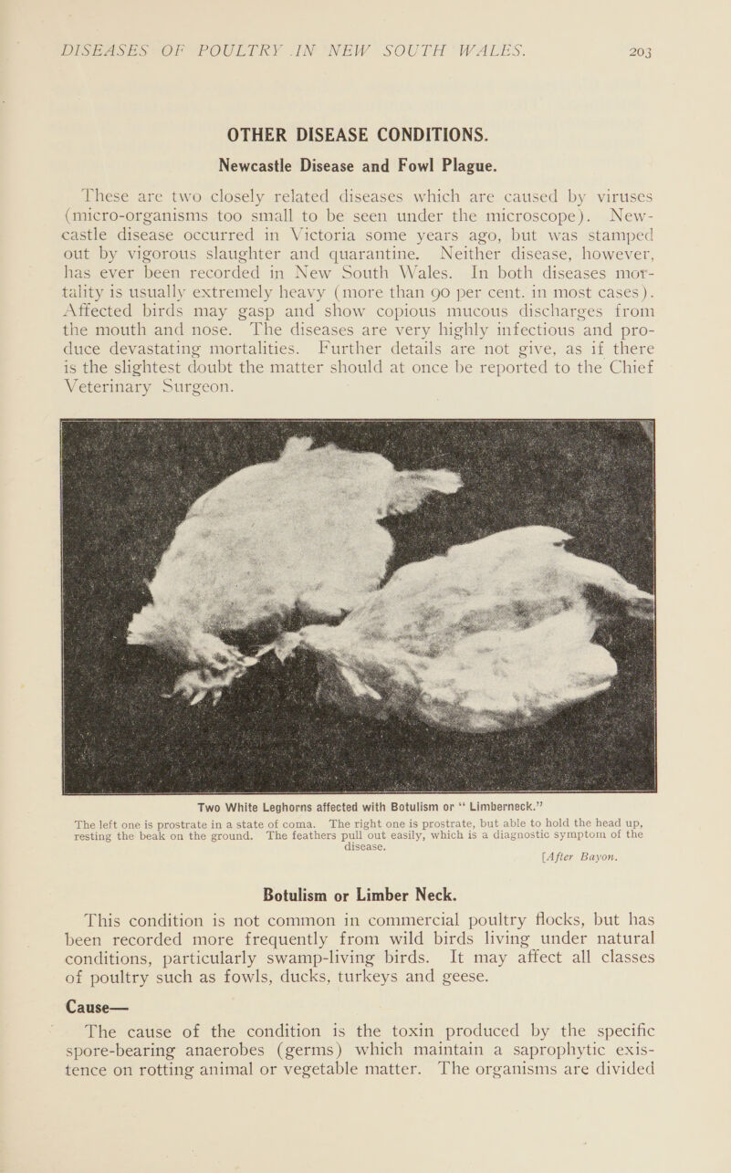 OTHER DISEASE CONDITIONS. Newcastle Disease and Fowl Plague. These are two closely related diseases which are caused by viruses (micro-organisms too small to be seen under the microscope). New- castle disease occurred in Victoria some years ago, but was stamped out by vigorous slaughter and quarantine. Neither disease, however, has ever been recorded in New South Wales. In both diseases mor- tality is usually extremely heavy (more than 9o per cent. in most cases). Affected birds may gasp and show copious mucous discharges from the mouth and nose. ‘The diseases are very highly infectious and pro- duce devastating mortalities. Further details are not give, as 1f there is the slightest doubt the matter should at once be reported to the Chief Veterinary Surgeon.  [After Bayon. Botulism or Limber Neck. This condition is not common in commercial poultry flocks, but has been recorded more frequently from wild birds living under natural conditions, particularly swamp-living birds. It may affect all classes of poultry such as fowls, ducks, turkeys and geese. Cause— The cause of the condition is the toxin produced by the specific spore-bearing anaerobes (germs) which maintain a saprophytic exis- tence on rotting animal or vegetable matter. The organisms are divided