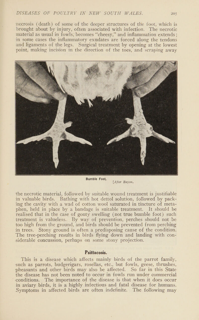 necrosis (death) of some of the deeper structures of the foot, which is brought about by injury, often associated with infection. The necrotic material as usual in fowls, becomes “cheesy,” and inflammation extends ; in some cases the inflammatory exudates are forced along the tendons and ligaments of the legs. Surgical treatment by opening at the lowest point, “making incision in the direction of the toes, and scraping away  (After Bayon. the necrotic material, followed by suitable wound treatment is justifiable in valuable birds. Bathing with hot dettol solution, followed by pack- ing the cavity with a wad of cotton wool saturated in tincture of meta- phen, held in place by a bandage is suitable treatment. It should be realised that in the case of gouty swelling (not true bumble foot) such treatment is valueless... By way of prevention, perches should not be too high from the ground, and birds should be prevented from perching in trees. Stony ground is often a predisposing cause of the condition. The tree-perching results in birds flying down and landing with con- siderable concussion, perhaps on some stony projection. Psittacosis. This is a disease which affects mainly birds of the parrot family, such as parrots, budgerigars, rosellas, etc., but fowls, geese, thrushes, pheasants and other birds may also be affected. So far in this State the disease has not been noted to occur in fowls run under commercial conditions. The importance of the disease is that when it does occur in aviary birds, it is a highly infectious and fatal disease for humans. Symptoms in affected birds are often indefinite. The following may