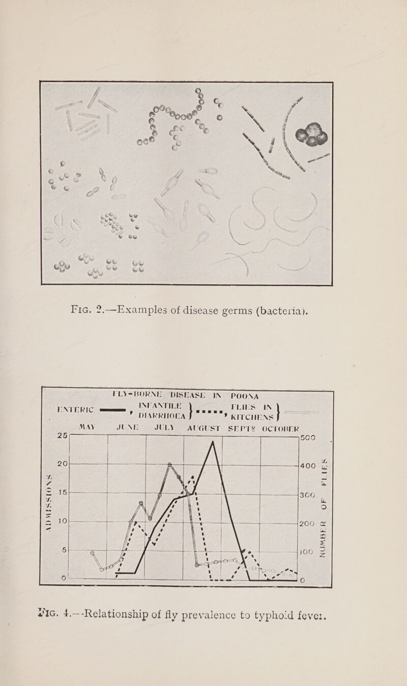  Fic. 2,—Examples of disease germs (bacteria). FLY=BORNE DISEASE IN POONA INFANTILE FLIES IN , e caus Papen econ &amp; DIARRHOEA 9 KITCHENS MAY JUNE JULY AUGUST SEPT OCTOBER 25 7 5Co ENTERIC mem  ~1 4.00  ie) ce) FLIES    SS On ;  Sy = NUMBER OF         s'Ic. 4.—-Relationship of fly prevalence to typhoid fever.