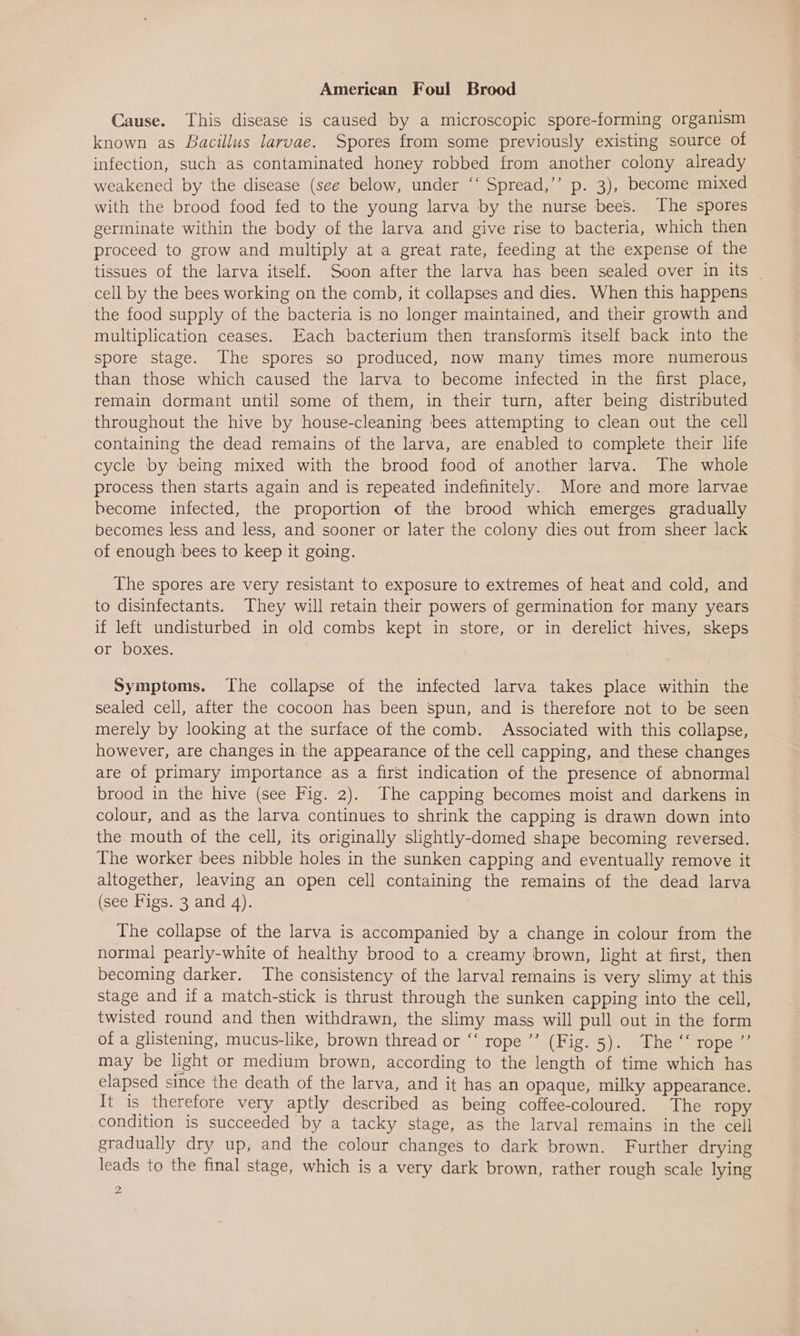 Cause. This disease is caused by a microscopic spore-forming organism known as Bacillus larvae. Spores from some previously existing source of infection, such:as contaminated honey robbed from another colony already weakened by the disease (see below, under ‘‘ Spread,’’ p. 3), become mixed with the brood food fed to the young larva by the nurse bees. The spores germinate within the body of the larva and give rise to bacteria, which then proceed to grow and multiply at a great rate, feeding at the expense of the tissues of the larva itself. Soon after the larva has been sealed over in its _ cell by the bees working on the comb, it collapses and dies. When this happens the food supply of the bacteria is no longer maintained, and their growth and multiplication ceases. Each bacterium then transforms itself back into the spore stage. The spores so produced, now many times more numerous than those which caused the larva to become infected in the first place, remain dormant until some of them, in their turn, after being distributed throughout the hive by house-cleaning bees attempting to clean out the cell containing the dead remains of the larva, are enabled to complete their life cycle by being mixed with the brood food of another larva. The whole process then starts again and is repeated indefinitely. More and more larvae become infected, the proportion of the brood which emerges gradually becomes less and less, and sooner or later the colony dies out from sheer lack of enough bees to keep it going. The spores are very resistant to exposure to extremes of heat and cold, and to disinfectants. They will retain their powers of germination for many years if left undisturbed in old combs kept in store, or in derelict hives, skeps or boxes. Symptoms. The collapse of the infected larva takes place within the sealed cell, after the cocoon has been spun, and is therefore not to be seen merely by looking at the surface of the comb. Associated with this collapse, however, are changes in the appearance of the cell capping, and these changes are of primary importance as a first indication of the presence of abnormal brood in the hive (see Fig. 2). The capping becomes moist and darkens in colour, and as the larva continues to shrink the capping is drawn down into the mouth of the cell, its originally slightly-domed shape becoming reversed. The worker bees nibble holes in the sunken capping and eventually remove it altogether, leaving an open cell containing the remains of the dead larva (see Figs. 3 and 4). The collapse of the larva is accompanied by a change in colour from the normal pearly-white of healthy brood to a creamy brown, light at first, then becoming darker. The consistency of the larval remains is very slimy at this stage and if a match-stick is thrust through the sunken capping into the cell, twisted round and then withdrawn, the slimy mass will pull out in the form of a glistening, mucus-like, brown thread or “‘ rope’ (Fig. 5). The “‘ rope ”’ may be light or medium brown, according to the length of time which has elapsed since the death of the larva, and it has an opaque, milky appearance. It is therefore very aptly described as being coffee-coloured. The ropy condition is succeeded by a tacky stage, as the larval remains in the cell gradually dry up, and the colour changes to dark brown. Further drying leads to the final stage, which is a very dark brown, rather rough scale lying fe