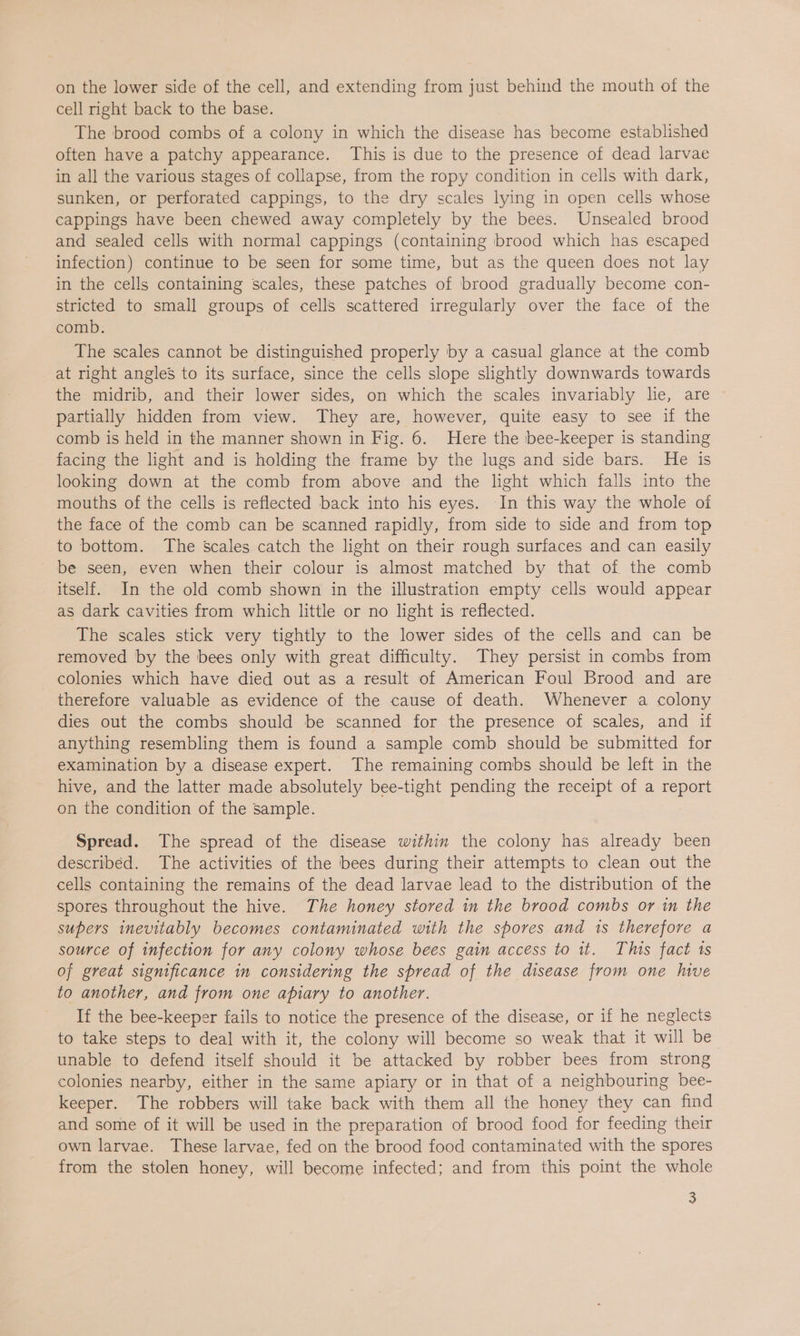 on the lower side of the cell, and extending from just behind the mouth of the cell right back to the base. The brood combs of a colony in which the disease has become established often have a patchy appearance. This is due to the presence of dead larvae in all the various stages of collapse, from the ropy condition in cells with dark, sunken, or perforated cappings, to the dry scales lying in open cells whose cappings have been chewed away completely by the bees. Unsealed brood and sealed cells with normal cappings (containing brood which has escaped infection) continue to be seen for some time, but as the queen does not lay in the cells containing scales, these patches of brood gradually become con- stricted to small groups of cells scattered irregularly over the face of the comb. The scales cannot be distinguished properly by a casual glance at the comb at right angles to its surface, since the cells slope slightly downwards towards the midrib, and their lower sides, on which the scales invariably lie, are partially hidden from view. They are, however, quite easy to see if the comb is held in the manner shown in Fig. 6. Here the bee-keeper is standing facing the light and is holding the frame by the lugs and side bars. He is looking down at the comb from above and the light which falls into the mouths of the cells is reflected back into his eyes. In this way the whole of the face of the comb can be scanned rapidly, from side to side and from top to bottom. The scales catch the light on their rough surfaces and can easily be seen, even when their colour is almost matched by that of the comb itself. In the old comb shown in the illustration empty cells would appear as dark cavities from which little or no light is reflected. The scales stick very tightly to the lower sides of the cells and can be removed by the bees only with great difficulty. They persist in combs from colonies which have died out as a result of American Foul Brood and are therefore valuable as evidence of the cause of death. Whenever a colony dies out the combs should be scanned for the presence of scales, and if anything resembling them is found a sample comb should be submitted for examination by a disease expert. The remaining combs should be left in the hive, and the latter made absolutely bee-tight pending the receipt of a report on the condition of the sample. Spread. The spread of the disease within the colony has already been described. The activities of the bees during their attempts to clean out the cells containing the remains of the dead larvae lead to the distribution of the spores throughout the hive. The honey stored in the brood combs or in the supers inevitably becomes contaminated with the spores and 1s therefore a source of infection for any colony whose bees gain access to it. This fact ts of great significance in considering the spread of the disease from one hive to another, and from one apiary to another. If the bee-keeper fails to notice the presence of the disease, or if he neglects to take steps to deal with it, the colony will become so weak that it will be unable to defend itself should it be attacked by robber bees from strong colonies nearby, either in the same apiary or in that of a neighbouring bee- keeper. The robbers will take back with them all the honey they can find and some of it will be used in the preparation of brood food for feeding their own larvae. These larvae, fed on the brood food contaminated with the spores from the stolen honey, will become infected; and from this point the whole