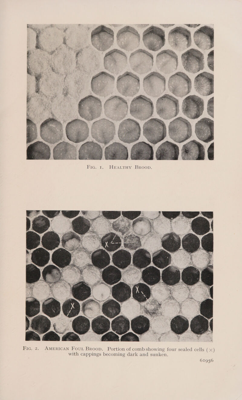  Bice i “Hearsay BRoop.  Fic. 2, AMERICAN Four Broop. Portion of comb showing four sealed cells (x) with cappings becoming dark and sunken.