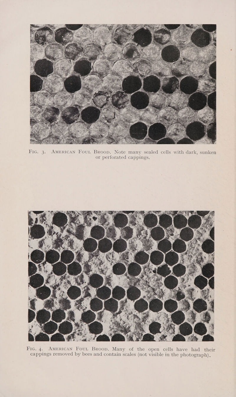 Fic. 3. AMERICAN FouL Broop. Note many sealed cells with dark, sunken or perforated cappings.  Fic. 4. AMERICAN FouLt Broop. Many of the open cells have had _ their cappings removed by bees and contain scales (not visible in the photograph),