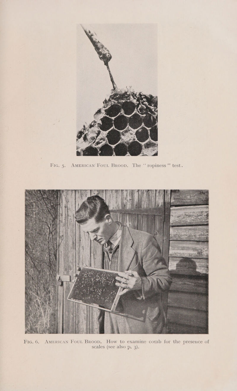  IIG: 5, AMERICAN FOUL BROOD. -Ihe “ ropiness ’’ test.   Fic. 6. AMERICAN FouL Broop. How to examine comb for the presence of scales (see also p. 3).