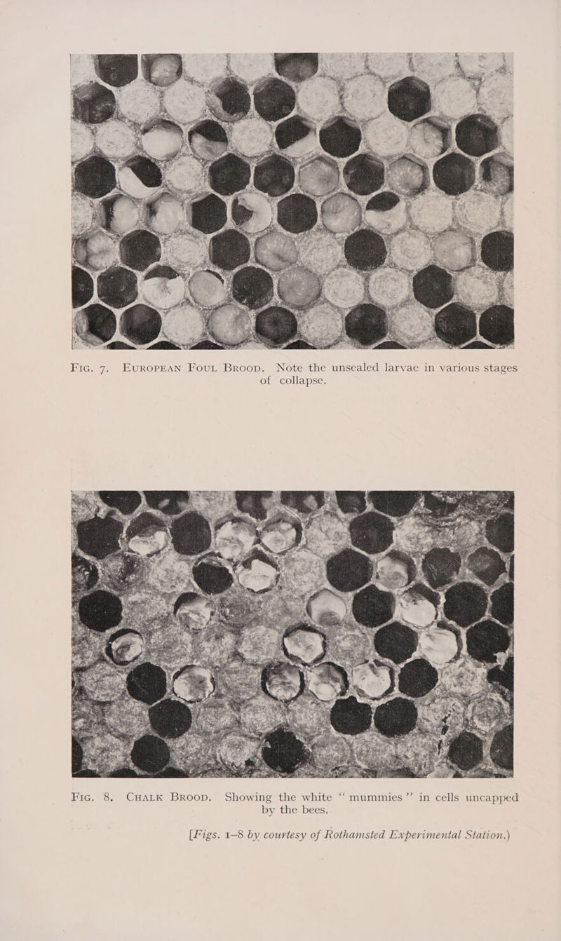  Fic. 7. EuropEAN Four Broop. Note the unsealed larvae in various stages of collapse.  3) . in cells uncapped [Figs. 1-8 by courtesy of Rothamsted Experimental Station.)