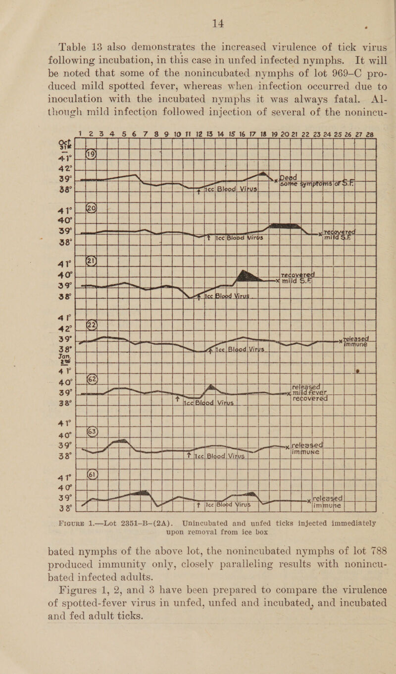 Table 13 also demonstrates the increased virulence of tick virus ; following incubation, in this case in unfed infected nymphs. It will be noted that some a the nonincubated nymphs of lot 969-C pro- duced mild spotted fever, whereas when infection occurred due to inoculation with the ae nymphs it was always fatal. A|- though mild infection followed injection of several of the nonincu- 1234 &amp;§6 7 8 G10 ff 12 13 14 15 16 17 18 19 2021 22 23 24 25 26 27 28  pra Aird a a Sis es eee oe eee ee ORME es CTEM Ry A a es ae FIGuRB 1.—Lot 2351—B-—(2A). Unincubated and unfed ticks injected immediately upon remoyal from ice box bated nymphs of the above lot, the nonincubated nymphs of lot 788 produced immunity only, closely paralleling results with nonincu- bated infected adults. Figures 1, 2, and 3 have been prepared to compare the virulence of spotted-fever virus in unfed, unfed and incubated, and incubated and fed adult ticks.