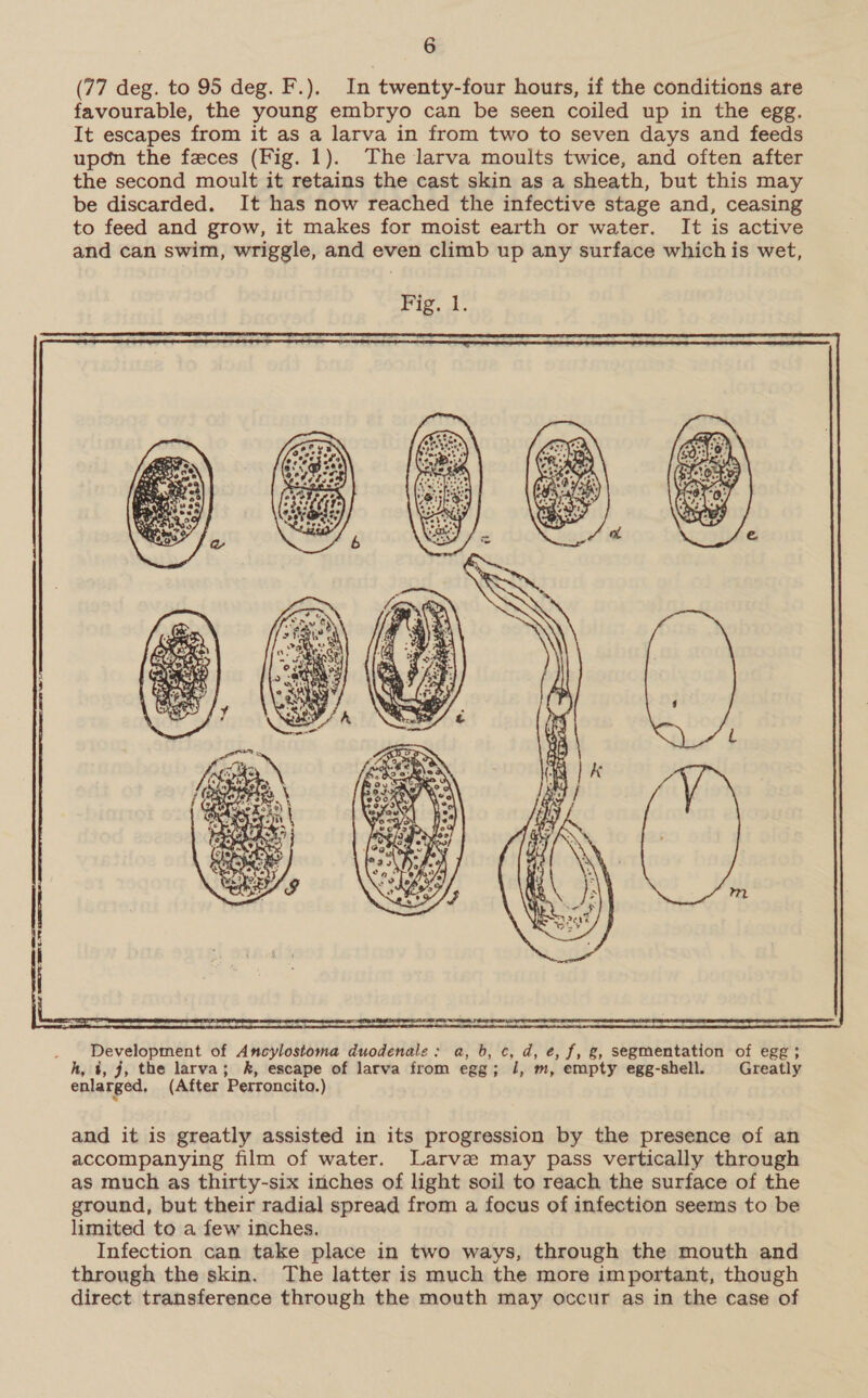 (77 deg. to 95 deg. F.). In twenty-four hours, if the conditions are favourable, the young embryo can be seen coiled up in the egg. It escapes from it as a larva in from two to seven days and feeds upon the feces (Fig. 1). The larva moults twice, and often after the second moult it retains the cast skin as a sheath, but this may be discarded. It has now reached the infective stage and, ceasing to feed and grow, it makes for moist earth or water. It is active and can swim, wriggle, and even climb up any surface which is wet,  Development of Amcylostoma duodenale; a, b, c, d, e, f, g, segmentation of egg; h, 4, j, the larva; k, escape of larva from egg; /, m, empty egg-shell. Greatly enlarged, (After Perroncito.) and it is greatly assisted in its progression by the presence of an accompanying film of water. Larvae may pass vertically through as much as thirty-six inches of light soil to reach the surface of the ground, but their radial spread from a focus of infection seems to be limited to a few inches. Infection can take place in two ways, through the mouth and through the skin. The latter is much the more important, though direct transference through the mouth may occur as in the case of