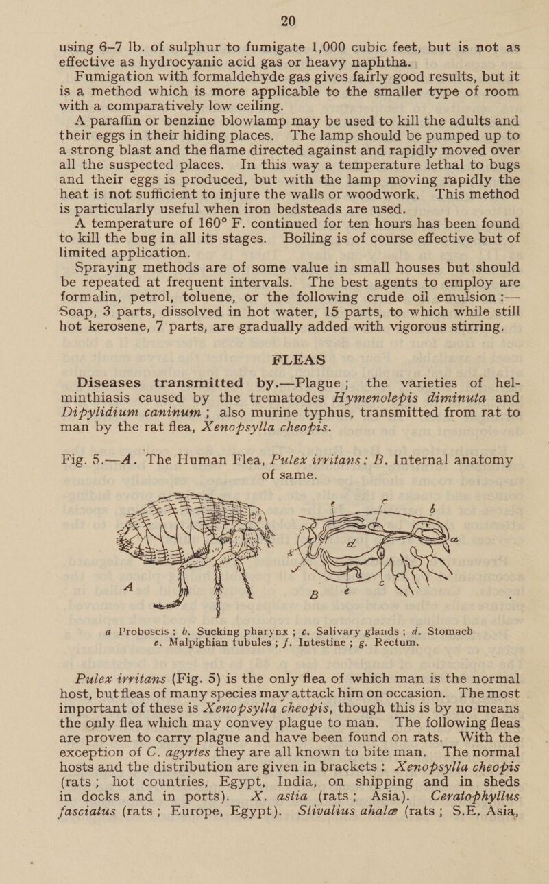 using 6-7 lb. of sulphur to fumigate 1,000 cubic feet, but is not as effective as hydrocyanic acid gas or heavy naphtha. Fumigation with formaldehyde gas gives fairly good results, but it is a method which is more applicable to the smaller type of room with a comparatively low ceiling. A paraffin or benzine blowlamp may be used to kill the adults and their eggs in their hiding places. The lamp should be pumped up to a strong blast and the flame directed against and rapidly moved over all the suspected places. In this way a temperature lethal to bugs and their eggs is produced, but with the lamp moving rapidly the heat is not sufficient to injure the walls or woodwork. This method is particularly useful when iron bedsteads are used. A temperature of 160° F. continued for ten hours has been found to kill the bug in all its stages. Boiling is of course effective but of limited application. Spraying methods are of some value in small houses but should be repeated at frequent intervals. The best agents to employ are formalin, petrol, toluene, or the following crude oil emulsion :— Soap, 3 parts, dissolved in hot water, 15 parts, to which while still hot kerosene, 7 parts, are gradually added with vigorous stirring. FLEAS Diseases transmitted by.—Plague; the varieties of hel- minthiasis caused by the trematodes Hymenolepis diminuta and Dipylidium caninum ; also murine typhus, transmitted from rat to man by the rat flea, Xenopsylia cheopis.  a Proboscis; 6. Sucking pharynx ; ¢. Salivary glands; d. Stomach ¢. Malpighian tubules; f. Intestine; g. Rectum. Pulex irvritans (Fig. 5) is the only flea of which man is the normal host, but fleas of many species may attack him on occasion. Themost . important of these is Xenopsylla cheopis, though this is by no means the only flea which may convey plague to man. The following fleas are proven to carry plague and have been found on rats. With the exception of C. agyrtes they are all known to bite man. The normal hosts and the distribution are given in brackets: Xenopsylla cheopis (rats; hot countries, Egypt, India, on shipping and in sheds in docks and in ports). X. astia (rats; Asia). Cevatophyllus fasciatus (rats; Europe, Egypt). Stivalius ahale@ (rats; S.E. Asia,