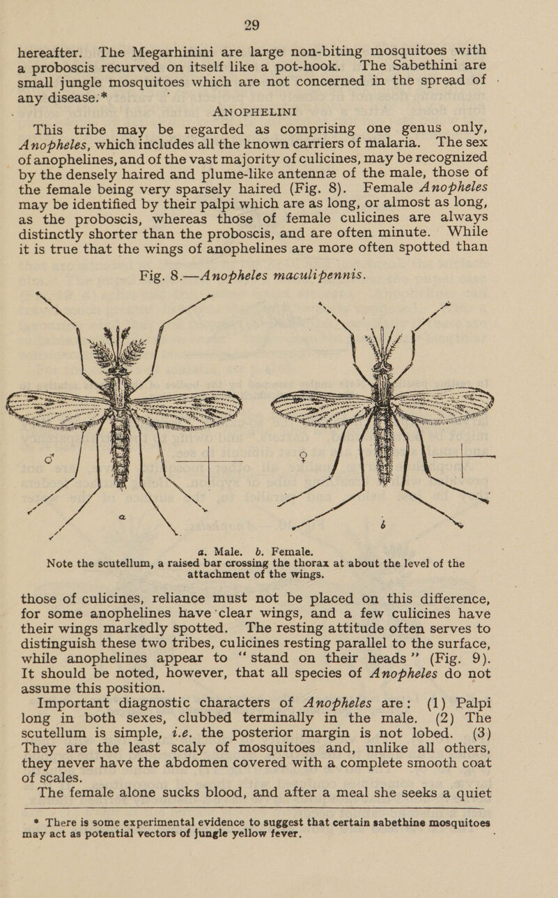 hereafter. The Megarhinini are large non-biting mosquitoes with a proboscis recurved on itself like a pot-hook. The Sabethini are small jungle mosquitoes which are not concerned in the spread of | any disease:* : ANOPHELINI This tribe may be regarded as comprising one genus only, Anopheles, which includes all the known carriers of malaria. The sex _ of anophelines, and of the vast majority of culicines, may be recognized by the densely haired and plume-like antennz of the male, those of the female being very sparsely haired (Fig. 8). Female Anopheles may be identified by their palpi which are as long, or almost as long, as the proboscis, whereas those of female culicines are always distinctly shorter than the proboscis, and are often minute. While it is true that the wings of anophelines are more often spotted than Fig. 8.—Anopheles maculipennis.  those of culicines, reliance must not be placed on this difference, for some anophelines have'‘clear wings, and a few culicines have their wings markedly spotted. The resting attitude often serves to distinguish these two tribes, culicines resting parallel to the surface, while anophelines appear to “stand on their heads” (Fig. 9). It should be noted, however, that all species of Anopheles do not assume this position. | Important diagnostic characters of Anopheles are: (1) Palpi long in both sexes, clubbed terminally in the male. (2) The scutellum is simple, 1.e. the posterior margin is not lobed. (3) They are the least scaly of mosquitoes and, unlike all others, they never have the abdomen covered with a complete smooth coat of scales. The female alone sucks blood, and after a meal she seeks a quiet * There is some experimental evidence to suggest that certain sabethine mosquitoes may act as potential vectors of jungle yellow fever. :