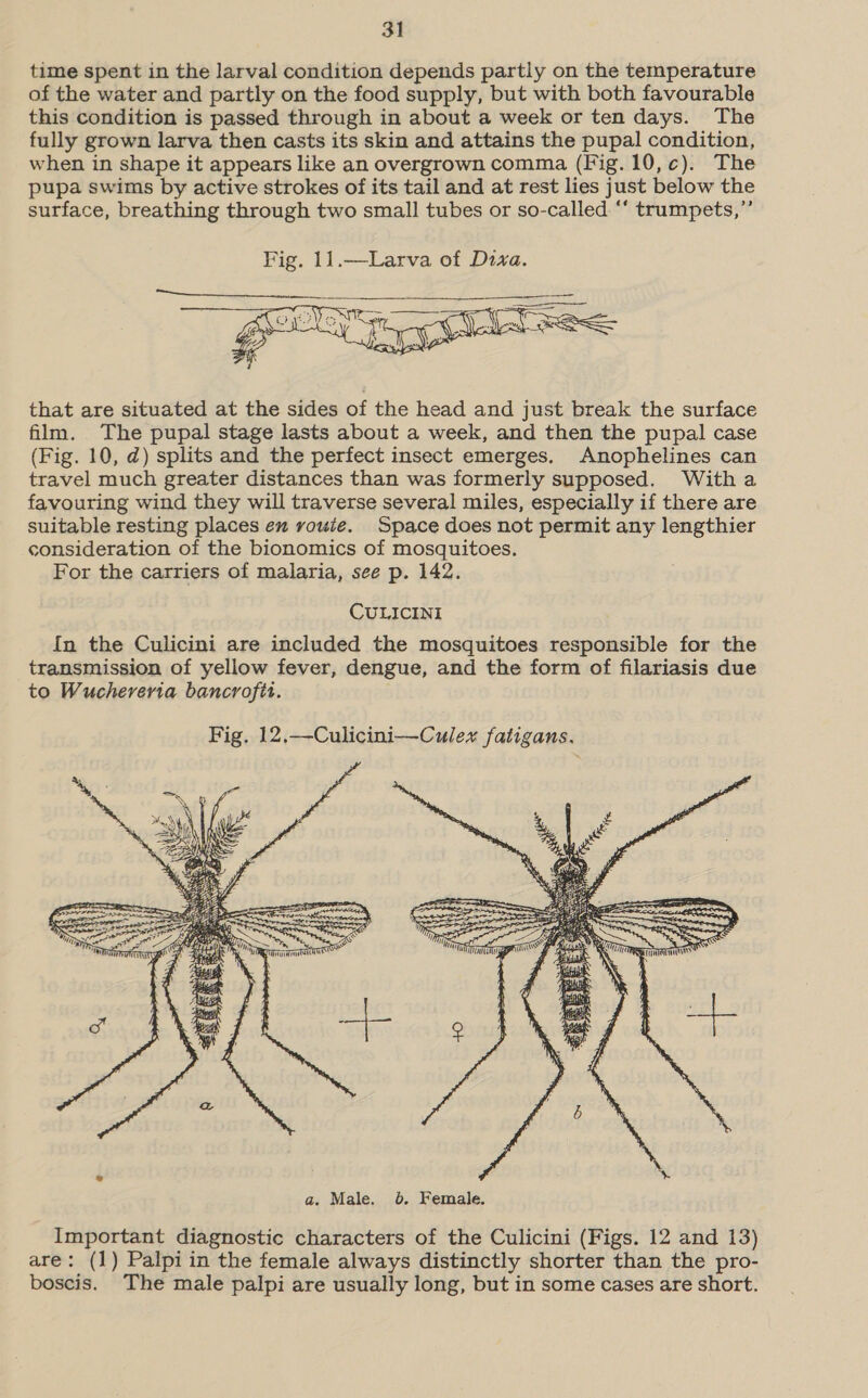 time spent in the larval condition depends partly on the temperature of the water and partly on the food supply, but with both favourable this condition is passed through in about a week or ten days. The fully grown larva then casts its skin and attains the pupal condition, when in shape it appears like an overgrown comma (Fig. 10,c). The pupa swims by active strokes of its tail and at rest lies just below the surface, breathing through two small tubes or so-called “‘ trumpets,”  that are situated at the sides of the head and just break the surface film. The pupal stage lasts about a week, and then the pupal case (Fig. 10, d) splits and the perfect insect emerges. Anophelines can travel much greater distances than was formerly supposed. With a favouring wind they will traverse several miles, especially if there are suitable resting places en route. Space does not permit any lengthier consideration of the bionomics of mosquitoes. For the carriers of malaria, see p. 142. CULICINI In the Culicini are included the mosquitoes responsible for the transmission of yellow fever, dengue, and the form of filariasis due to Wuchereria bancroftt. Fig. 12,—-Culicini—Culex fatigans.  Important diagnostic characters of the Culicini (Figs. 12 and 13) are: (1) Palpi in the female always distinctly shorter than the pro- boscis. The male palpi are usually long, but in some cases are short.