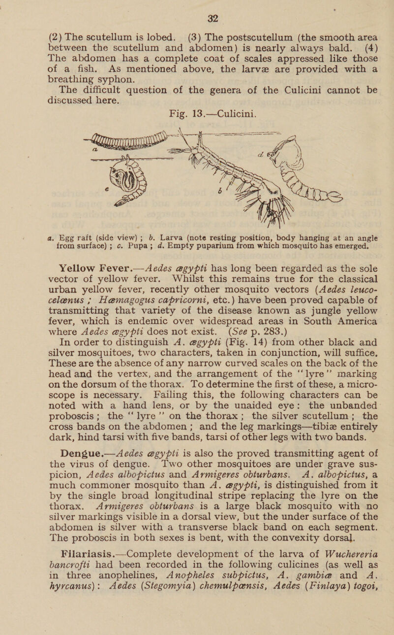 (2) The scutellum is lobed. (3) The postscutellum (the smooth area between the scutellum and abdomen) is nearly always bald. (4) The abdomen has a complete coat of scales appressed like those of a fish. As mentioned above, the larve are provided with a breathing syphon. . The difficult question of the genera of the Culicini cannot be discussed here.  a. Egg raft (side view); 6. Larva (note resting position, body hanging at an angle from surface) ; c. Pupa; d. Empty puparium from which mosquito has emerged. Yellow Fever.— Aedes e@gypti has long been regarded as the sole vector of yellow fever. Whilst this remains true for the classical urban yellow fever, recently other mosquito vectors (Aedes leuco- celenus ; Hemagogus capricorni, etc.) have been proved capable of transmitting that variety of the disease known as jungle yellow fever, which is endemic over widespread areas in South America where Aedes egypti does not exist. (See p. 283.) | In order to distinguish A. e@egypti (Fig. 14) from other black and silver mosquitoes, two characters, taken in conjunction, will suffice, These are the absence of any narrow curved scales on the back of the head and the vertex, and the arrangement of the “‘lyre’’ marking on the dorsum of the thorax. To determine the first of these, a micro- scope is necessary. Failing this, the following characters can be noted with a hand lens, or by the unaided eye: the unbanded proboscis; the “‘lyre’’ on the thorax; the silver scutellum; the cross bands on the abdomen ; and the leg markings—tibie entirely dark, hind tarsi with five bands, tarsi of other legs with two bands. Dengue.—Aedes @gyfii is also the proved transmitting agent of the virus of dengue. Two other mosquitoes are under grave sus- picion, Aedes albopictus and Armigeres obturbans. A. albopictus, a much commoner mosquito than A. @gypii, is distinguished from it by the single broad longitudinal stripe replacing the lyre on the thorax. Armigeres obturbans is a large black mosquito with no silver markings visible in a dorsal view, but the under surface of the abdomen is silver with a transverse black band on each segment. The proboscis in both sexes is bent, with the convexity dorsal. Filariasis.—Complete development of the larva of Wuchereria bancrofti had been recorded in the following culicines (as well as in three anophelines, Anopheles subpictus, A. gambie@ and A. hyrcanus): Aedes (Stegomyia) chemulpensis, Aedes (Finlaya) togoi,