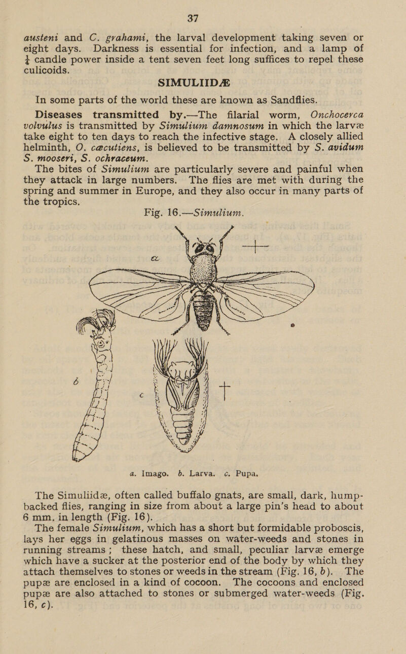 austent and C. grahami, the larval development taking seven or eight days. Darkness is essential for infection, and a lamp of + candle power inside a tent seven feet long suffices to repel these culicoids. SIMULIIDE In some parts of the world these are known as Sandflies. Diseases transmitted by.—The filarial worm, Onchocerca volvulus is transmitted by Simulium damnosum in which the larve take eight to ten days to reach the infective stage. A closely allied helminth, O. ce@cutiens, is believed to be transmitted by S. avidum S. moosert, S. ochraceum. The bites of Simulium are particularly severe and painful when they attack in large numbers. The flies are met with during the spring and summer in Europe, and they also occur in many parts of the tropics. Fig. 16.—Simulium.  The Simuliide, often called buffalo gnats, are small, dark, hump- backed flies, ranging in size from about a large pin’s head to about 6 mm. in length (Fig. 16). The female Simulium, which has a short but formidable proboscis, lays her eggs in gelatinous masses on water-weeds and stones in running streams; these hatch, and small, peculiar larve emerge which have a sucker at the posterior end of the body by which they attach themselves to stones or weedsin the stream (Fig. 16,0). The pupe are enclosed in a kind of cocoon. The cocoons and enclosed pupe are also attached to stones or submerged water-weeds (Fig. 16, ¢c).