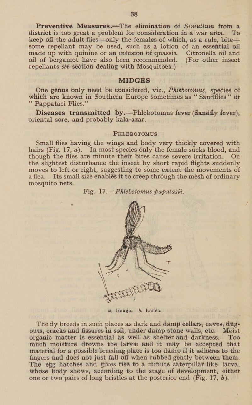 Preventive Measures.—The elimination of Simulium from a district is too great a problem for consideration in a war area. To keep off the adult flies—only the females of which, as a rule, bite— some repellant may be used, such as a lotion of an essential oil made up with quinine or an infusion of quassia. Citronella oil and oil of bergamot have also been recommended. (For other insect repellants seé séction dealing with Mosquitoes. ) MIDGES Oe génus only need be tonsidéted, viz., Phlébotomus, spécies of which are known in Southern Europe Sometimes as ‘‘ Sandflies ” ot ““ Pappataci Flies.”’ Diseases transmitted by.—Phlebotomus fever (Sandfly fever), oriental sore, and probably kala-azar. PHLEBOTOMUS Small flies having the wings and body very thickly covered with hairs (Fig. 17, a). In most species only the female sucks blood, and though the flies are minute their bites cause severe irritation. On the slightest disturbance the insect by short rapid flights suddenly moves to left or right, suggesting to some extent the movements of aflea. Its small size enablés it to creep through the mésh of ordinary mosquito nets. Fig. 17.—Phlebotomus papatasii.  The fly breeds in such places as dark and damip cellars; caves, diig- Otits, cracks aiid fissures in soil, under damp stone walls, etc. Moist organic matter is essential 45 Well as shelter and darkness: Too mich moisture drowns the larve and it may be acceptéd that material for a possible breeding place is too damp if it adheres to the fingers and does not just fall off when rubbed gently between them. The égg hatches aiid gives fisé to a minute caterpillar-like larva, whose body shows, according to the stage of development, either one or two pairs of long bristles at the posterior end (Fig. 17, 6).