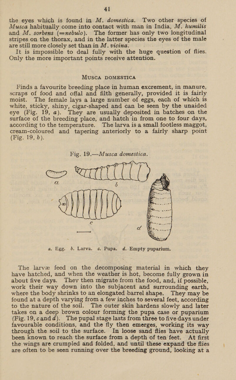 the eyes which is found in M. domestica. Two other species of Musca habitually come into contact with man in India, M. humilis and M. sorbens (=nebulo). The former has only two longitudinal stripes on the thorax, and in the latter species the eyes of the male are still more closely set than in M. vicina. It is impossible to deal fully with the huge question of flies. Only the more important points receive attention. MUSCA DOMESTICA Finds a favourite breeding place in human excrement, in manure, scraps of food and offal and filth generally, provided it is fairly moist. The female lays a large number of eggs, each of which is white, sticky, shiny, cigar-shaped and can be seen by the unaided eye (Fig. 19, a). They are usually deposited in batches on the surface of the breeding place, and hatch in from one to four days, according to the temperature. The larva is a small footless maggot, cream-coloured and tapering anteriorly to a fairly sharp point (Fig. 19, 5). Fig. 19.—Musca domestica. | a  a, Egg. 6. Larva. c. Pupa. d. Empty puparium. The larve feed on the decomposing material in which they have hatched, and when the weather is hot, become fully grown in about five days. They then migrate from the food, and, if possible, work their way down into the subjacent and surrounding earth, where the body shrinks to an elongated barrel shape. They may be found at a depth varying from a few inches to several feet, according to the nature of the soil. The outer skin hardens slowly and later takes on a deep brown colour forming the pupa case or puparium (Fig.19,candd). The pupal stage lasts from three to five days under favourable conditions, and the fly then emerges, working its way through the soil to the surface. In loose sand flies have actually been known to reach the surface from a depth of ten feet. At first the wings are crumpled and folded, and until these expand the flies are often to be seen running over the breeding ground, looking at a