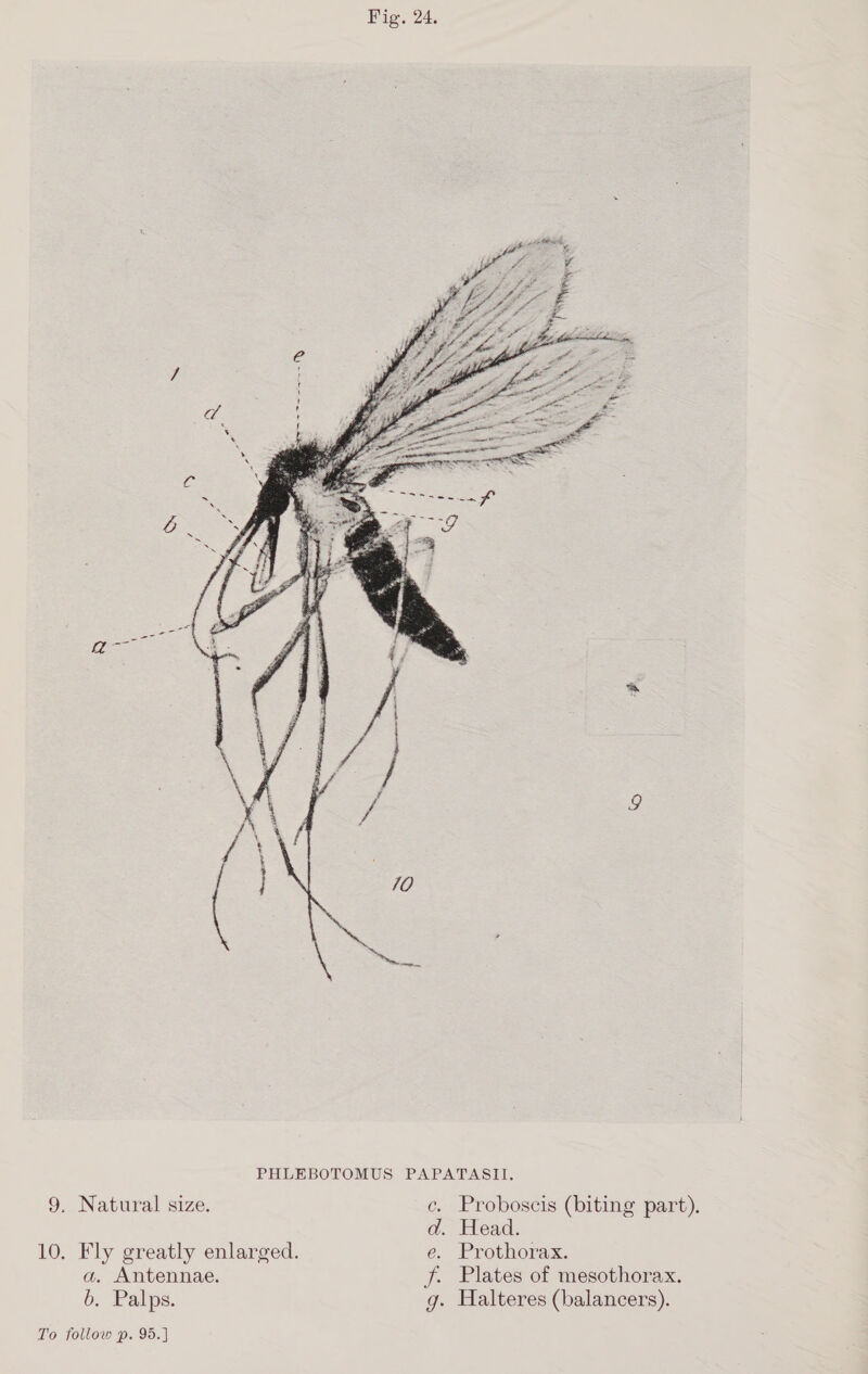   pean LL \ }- g (\X i } 10 et PHLEBOTOMUS PAPATASII. 9, Natural size. c. Proboscis (biting part). d. Head. 10. Fly greatly enlarged. e. Prothorax. a. Antennae. f. Plates of mesothorax. 6. Palps. g. Halteres (balancers). To follow p. 95.]