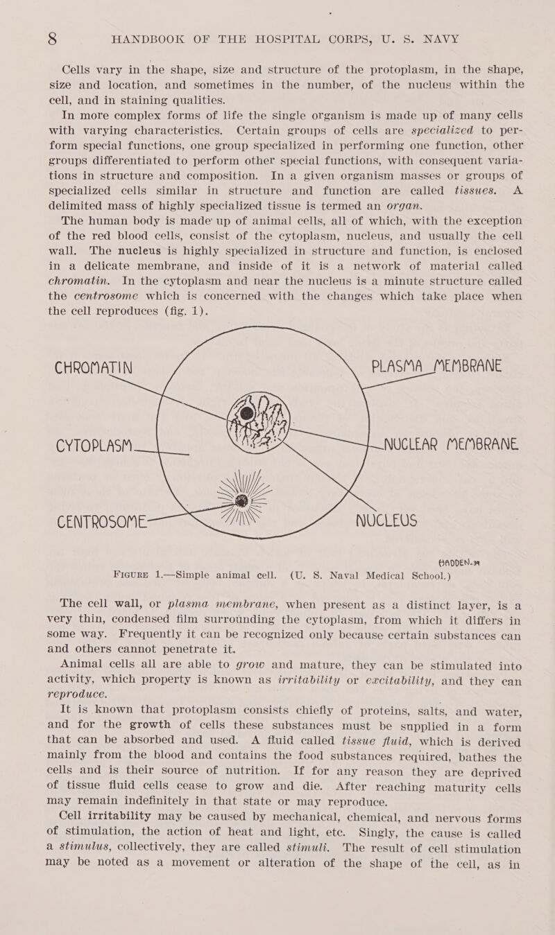 Cells vary in the shape, size and structure of the protoplasm, in the shape, size and location, and sometimes in the number, of the nucleus within the cell, and in staining qualities. In more complex forms of life the single organism is made up of many cells with varying characteristics. Certain groups of cells are specialized to per- form special functions, one group specialized in performing one function, other groups differentiated to perform other special functions, with consequent varia- tions in structure and composition. In a given organism masses or groups of specialized cells similar in structure and function are called tissues. A delimited mass of highly specialized tissue is termed an organ. The human body is made up of animal cells, all of which, with the exception of the red blood cells, consist of the cytoplasm, nucleus, and usually the cell wall. The nucleus is highly specialized in structure and function, is enclosed in a delicate membrane, and inside of it is a network of material called chromatin. In the cytoplasm and near the nucleus is a minute structure called the centrosome which is concerned with the changes which take place when the cell reproduces (fig. i).     CHROMATIN PLASMA_MEMBRANE CYTOPLASM NUCLEAR MEMBRANE NUCLEUS GADDEN-34 Figure 1.—Simple animal cell. (U. S. Naval Medical School.) The cell wall, or plasma membrane, when present as a distinct layer, is a very thin, condensed film surrounding the cytoplasm, from which it differs in some way. Frequently it can be recognized only because certain substances can and others cannot penetrate it. Animal cells all are able to grow and mature, they can be stimulated into activity, which property is known as irritability or excitability, and they ean reproduce. It is known that protoplasm consists chiefly of proteins, salts, and water, and for the growth of cells these substances must be supplied in a form that can be absorbed and used. A fluid called tissue fluid, which is derived mainly from the blood and contains the food substances required, bathes the cells and is their source of nutrition. If for any reason they are deprived of tissue fluid cells cease to grow and die. After reaching maturity cells may remain indefinitely in that state or may reproduce. Cell irritability may be caused by mechanical, chemical, and nervous forms of stimulation, the action of heat and light, ete. Singly, the cause is called a stimulus, collectively, they are called stimuli. The result of cell stimulation may be noted as a movement or alteration of the shape of the cell, as in