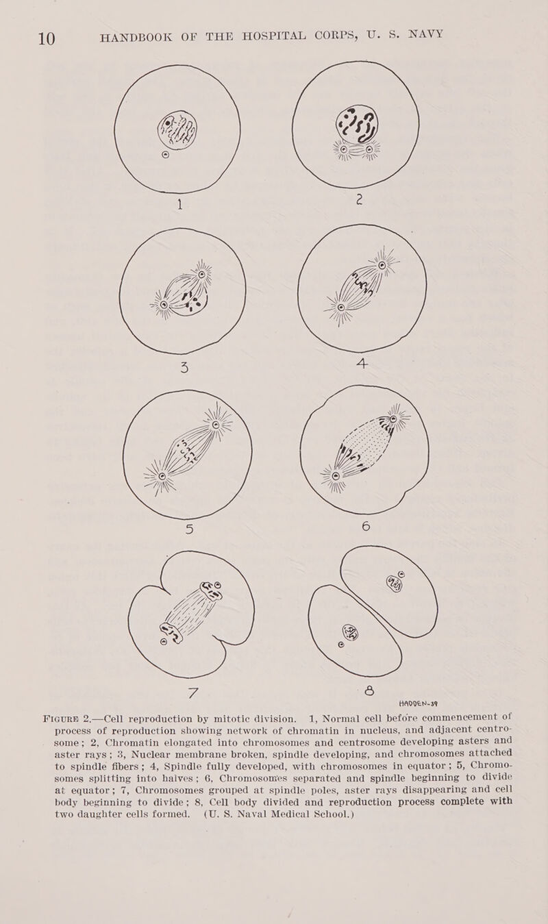  Figurp 2.—Cell reproduction by mitotic division. 1, Normal cell before commencement of process of reproduction showing network of chromatin in nucleus, and adjacent centro- some; 2, Chromatin elongated into chromosomes and centrosome developing asters and aster rays; 3, Nuclear membrane broken, spindle developing, and chromosomes attached to spindle fibers; 4, Spindle fully developed, with chromosomes in equator; 5, Chromo- somes splitting into halves; 6, Chromosomes separated and spindle beginning to divide at equator; 7, Chromosomes grouped at spindle poles, aster rays disappearing and cell body beginning to divide; 8, Cell body divided and reproduction process complete with two daughter cells formed. (U.S. Naval Medical School.)