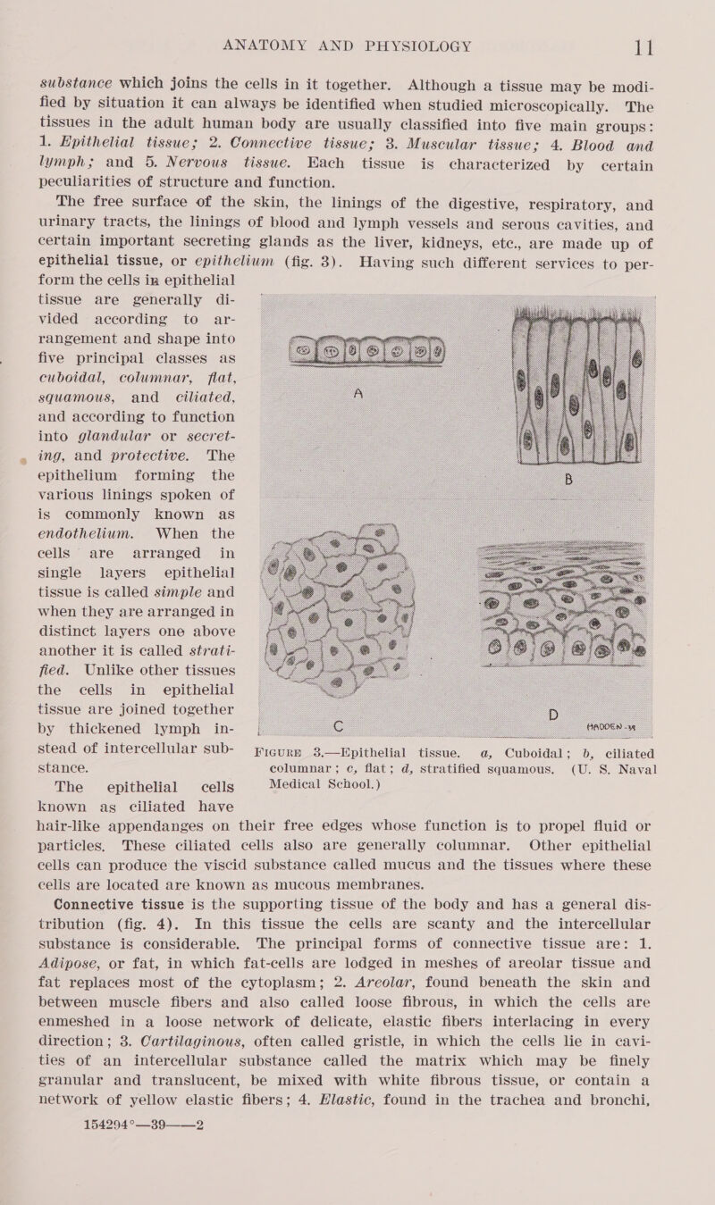 substance which joins the cells in it together. Although a tissue may be modi- fied by situation it can always be identified when studied microscopically. The tissues in the adult human body are usually classified into five main groups: 1. Hpithelial tissue; 2. Connective tissue; 3. Muscular tissue; 4. Blood and lymph; and 5. Nervous tisswe. Each tissue is characterized by certain peculiarities of structure and function. The free surface of the skin, the linings of the digestive, respiratory, and urinary tracts, the linings of blood and lymph vessels and serous cavities, and certain important secreting glands as the liver, kidneys, etc., are made up of epithelial tissue, or epithelium (fig. 3). Having such different services to per- form the cells in epithelial tissue are generally di- vided according to ar- rangement and shape into five principal classes as cuboidal, columnar, flat, squamous, and_ ciliated, and according to function into glandular or secret- ing, and protective. The epithelium forming the various linings spoken of is commonly known as endothelium. When the ecellS are arranged in single layers’ epithelial tissue is called simple and when they are arranged in distinct layers one above another it is called strati- fied. Unlike other tissues the cells in epithelial tissue are joined together by thickened lymph in- : stead of intercellular sub- jycgurm 3,—Epithelial tissue. a, Cuboidal; b, ciliated stance. columnar ; ¢, flat; d, stratified squamous. (U. S. Naval The epithelial cells Medical School.) known as ciliated have hair-like appendanges on their free edges whose function is to propel fluid or particles, These ciliated cells also are generally columnar. Other epithelial cells can produce the viscid substance called mucus and the tissues where these celis are located are known as mucous membranes. Connective tissue is the supporting tissue of the body and has a general dis- tribution (fig. 4). In this tissue the cells are scanty and the intercellular substance is considerable. The principal forms of connective tissue are: 1. Adipose, or fat, in which fat-cells are lodged in meshes of areolar tissue and fat replaces most of the cytoplasm; 2. Areolar, found beneath the skin and between muscle fibers and also called loose fibrous, in which the cells are enmeshed in a loose network of delicate, elastic fibers interlacing in every direction ; 3. Cartilaginous, often called gristle, in which the cells lie in cavi- ties of an intercellular substance called the matrix which may be finely granular and translucent, be mixed with white fibrous tissue, or contain a network of yellow elastic fibers; 4. Hlastic, found in the trachea and bronchi, 154294 °—39——-2   