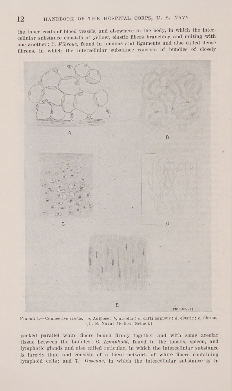 the inner coats of blood vessels, and elsewhere in the body, in which the inter- cellular substance consists of yellow, elastic fibers branching and uniting with one another; 5. Fibrous, found in tendons and ligaments and also called dense fibrous, in which the intercellular substance consists of bundles of closely  Figure 4.—Connective tissue. a, Adipose; b, areolar; ¢, cartilaginous; d, elastic; e, fibrous. (U. S. Naval Medical School.) packed parallel white fibers bound firmly together and with some areolar tissue between the bundles; 6. Lymphoid, found in the tonsils, spleen, and lymphatic glands and also called reticular, in which the intercellular substance is largely fluid and consists of a loose network of white fibers containing lymphoid cells; and 7%. Osseous, in which the intercellular substance is in