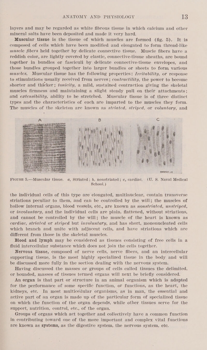 layers and may be regarded as white fibrous tissue in which calcium and other mineral salts have been deposited and made it very hard. Muscular tissue is the tissue of which muscles are formed (fig. 5). It is composed of cells which have been modified and elongated to form thread-like muscle fibers held together by delicate connective tissue. Muscle fibers have a reddish color, are lightly covered by elastic, connective-tissue sheaths, are bound together in bundles or fasciculi by delicate connective-tissue envelopes, and those bundles grouped together into larger bundles or sheets to form, various muscles. Muscular tissue has the following properties: Irritability, or response to stimulations usually received from nerves; contractility, the power to become shorter and thicker ; tonicity, a mild, sustained contraction giving the skeletal muscles firmness and maintaining a slight steady pull on their attachments; and extensibility, ability to be stretched. Muscular tissue is of three distinct types and the characteristics of each are imparted to the muscles they form. The muscles of the skeleton are known as striated, striped, or voluntary, and  a c    FIGURE 5.—Muscular tissue. a, Striated; 6, nonstriated; c, cardiac. (U. 8S. Naval Medical School.) the individual cells of this type are elongated, multinuclear, contain transverse striations peculiar to them, and can be controlled by the will; the muscles of hollow internal organs, blood vessels, etc., are known as nonstriated, unstriped, or involuntary, and the individual cells are plain, flattened, without striations, and cannot be controlled by the will; the muscle of the heart is Known as cardiac, striated or striped but involuntary, and has short, mononucleated cells which branch and unite with adjacent cells, and have striations which are different from those in the skeletal muscles. Blood and lymph may be considered as tissues consisting of free cells in a fluid intercellular substance which does not join the cells together. Nervous tissue, composed of nerve cells, nerve fibers, and an intercellular supporting tissue, is the most highly specialized tissue in the body and will be discussed more fully in the section dealing with the nervous system. Having discussed the masses or groups of cells called tissues the delimited, or bounded, masses of tissues termed organs will next be briefly considered. An organ is that part or structure in an animal organism which is adapted for the performance of some specific function, or functions, as the heart, the kidneys, ete. In most multiceilular organisms, aS in man, the essential and active part of an organ is made up of the particular form of specialized tissue on which the function of the organ depends, while other tissues serve for the support, nutrition, control, etc., of the organ. Groups of organs which act together and collectively have a common function in contributing toward one of the more important and complex vital functions are known as systems, as the digestive system, the nervous system, ete.