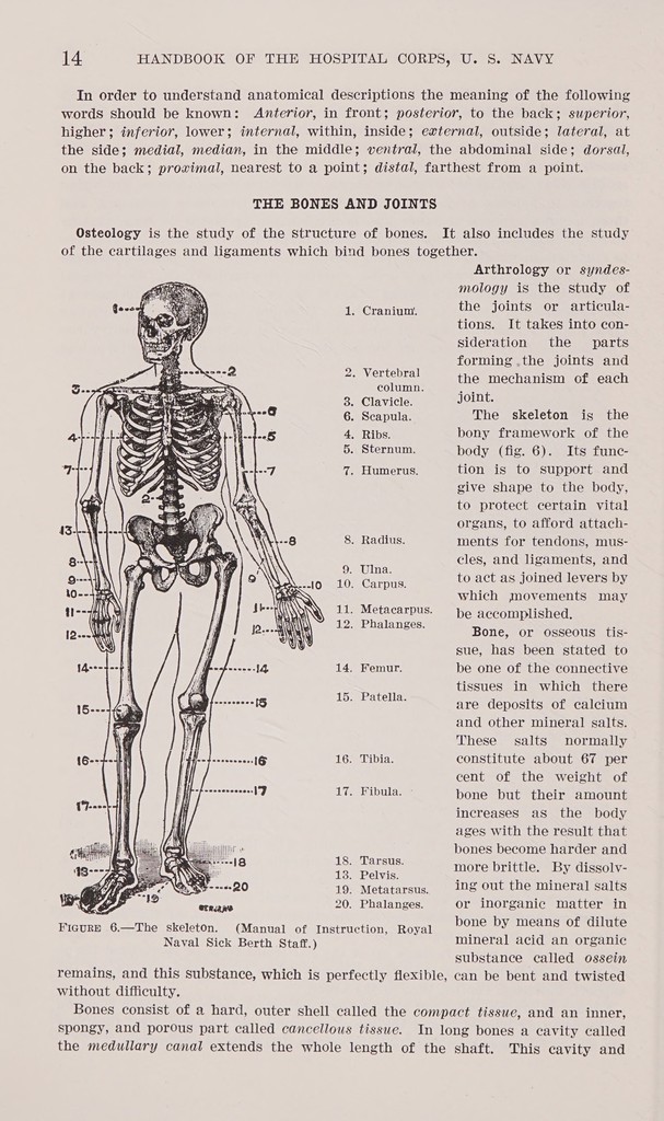 Handbook of the Hospital Corps, United States Navy, 1939
