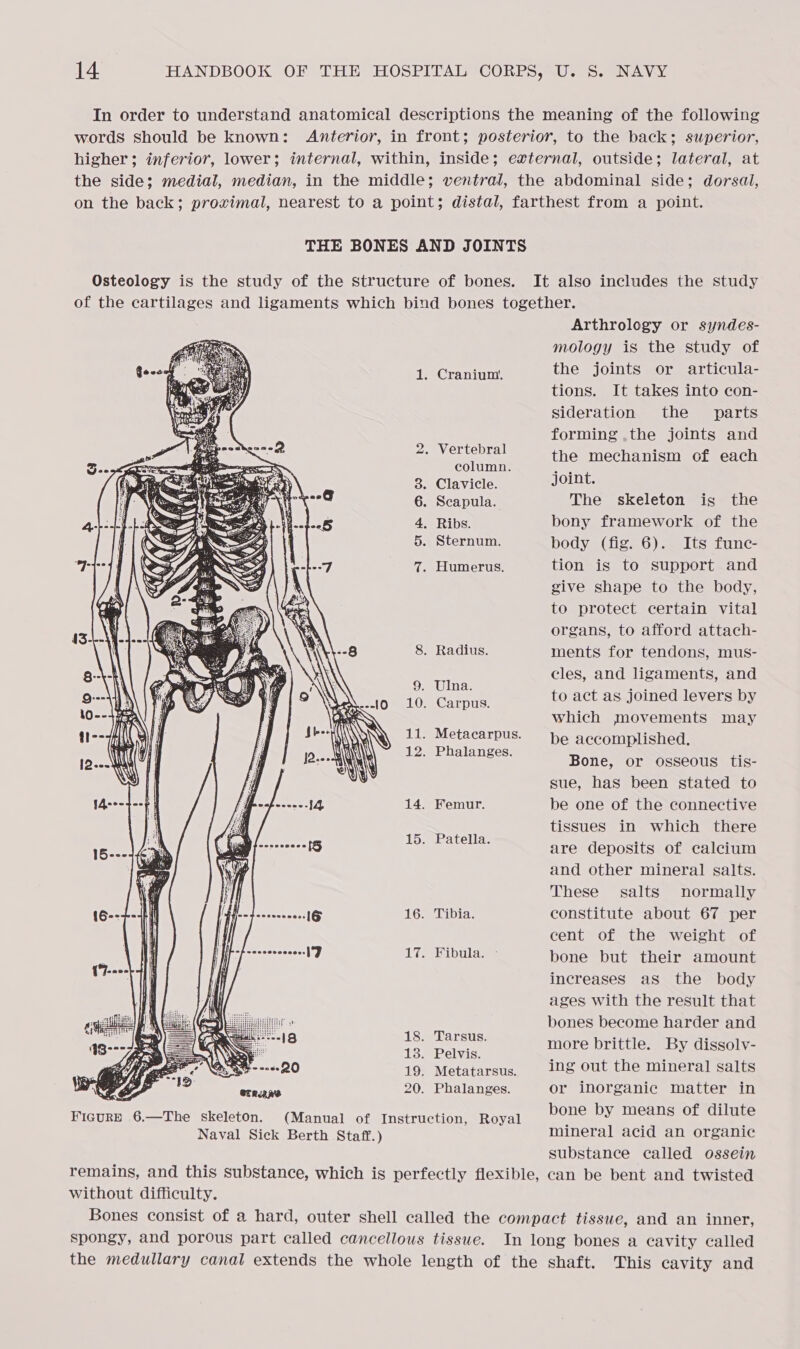 In order to understand anatomical descriptions the meaning of the following words should be known: Anterior, in front; posterior, to the back; superior, higher; inferior, lower; internal, within, inside; external, outside; lateral, at the side; medial, median, in the middle; ventral, the abdominal side; dorsal, on the back; prowvimal, nearest to a point; distal, farthest from a point. THE BONES AND JOINTS Osteology is the study of the structure of bones. It also includes the study  Arthrology or syndes- mology is the study of the joints or articula- 1. Cranium. tions. It takes into con- sideration the _ parts forming .the joints and 2. Vertebral the mechanism of each column. ie 3. Clavicle. joint. 6. Scapula. The skeleton is the 4, Ribs. bony framework of the 5. Sternum. body (fig. 6). Its func- 7. Humerus. tion is to support and give shape to the body, to protect certain vital organs, to afford attach- 8. Radius. ments for tendons, mus- cles, and ligaments, and 9. Ulna. t t iounedal * nafs), AORN o ac as joined levers by which movements may 11. Metacarpus. he accomplished. 12. Phalanges. e Bone, or osseous tis- sue, has been stated to seedee 14. Femur. be one of the connective tissues in which there 15. Patella. . : pec cone = are deposits of calcium and other mineral salts. These salts normally ffn-4-versooess 16. Tibia. constitute about 67 per cent of the weight of 17. Fibula. ~ bone but their amount increases as the body ages with the result that Sake bones become harder and : arsus. * e Ty Se Hee brittle. ey dissolv- Re -----20 19. Metatarsus. ing out the mineral salts sh a erAaae 20. Phalanges. or inorganic matter in Naval Sick Berth Staff.) bone by means of dilute mineral acid an organic substance called ossein without difficulty. This cavity and
