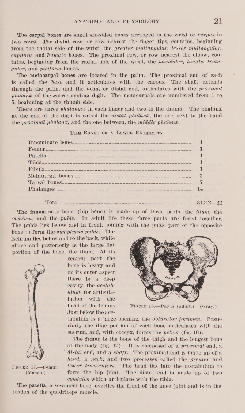 The carpal bones are small six-sided bones arranged in the wrist or carpus in two rows. The distal row, or row nearest the finger tips, contains, beginning from the radial side of the wrist, the greater multangular, lesser multangular, capitate, and hamate bones. The proximal row, or row hearest the elbow, con- tains, beginning from the radial side of the wrist, the navicular, lunate, trian- gular, and pisiform bones. The metacarpal bones are located in the palm. The proximal end of each is called the base and it articulates with the carpus. The shaft extends through the palm, and the head, or distal end, articulates with the proximal phalang of the corresponding digit. The metacarpals are numbered from 1 to 5, beginning at the thumb side. There are three phalanges in each finger and two in the thumb. The phalanx at the end of the digit is called the distal phalan#x, the one next to the hand the proximal phalang, and the one between, the middle phalang. THE BoNnES oF A LOWER HXTREMITY       Mo MMNACO OOM C aes ee ee ee ele De 1 LG) CORED Ces aa aie ee a Es Ang en oe, Se, ign Sy ee eT te Ce eee nm ene 1 | DG (PGs eager ee OR Cal See Ey el Pee es ee ee it 100) (9 aad i Ame ae 2D A, Petes Ble OO Mt eet erie dB) HU 09 cre PA Weta ees aie ete ee pi Sci ea 1 Metatarsal bones __ ES eee epee ae Pot ek es RI VOrONY 2 Gen eae ts 5 MP NEU NO TNC Se ee Ns os Se Eig arena | DAO St et 5 RS KS ee a a hy Sy a see PT Tle 14 PEN) cals St es Be te ete ae Dh 2 eds Gr keine a ae ee 31x 2=62 The innominate bone (hip bone) is made up of three parts, the iliwm, the ischium, and the pubis. In adult life these three parts are fused together. The pubis lies below and in front, joining with the pubic part of the opposite bone to form the symphysis pubis. The ischium lies below and to the back, while above and posteriorly is the large flat portion of the bone, the ilium. At its central part the bone is heavy and on its outer aspect there is a deep cavity, the acetab- ulum, for articula- lation with the Ss head of the femur. FiGcurRE 16.—Pelvis (adult.) (Gray.) Just below the ace- tabulum is a large opening, the obturator foramen. Poste- riorly the iliac portion of each bone articulates with the The femur is the bone of the thigh and the longest bone of the body (fig. 17). It is composed of a proximal end, a ‘ distal end, and a shaft. The proximal end is made up of a head, a neck, and two processes called the greater and Ficurp 17.—Femur. lesser trochanters. The head fits into the acetabulum to (Mason.) form the hip joint. The distal end is made up of two condyles which articulate with the tibia. The patella, a sesamoid bone, overlies the front of the knee joint and is in the tendon of the quadriceps muscle.  