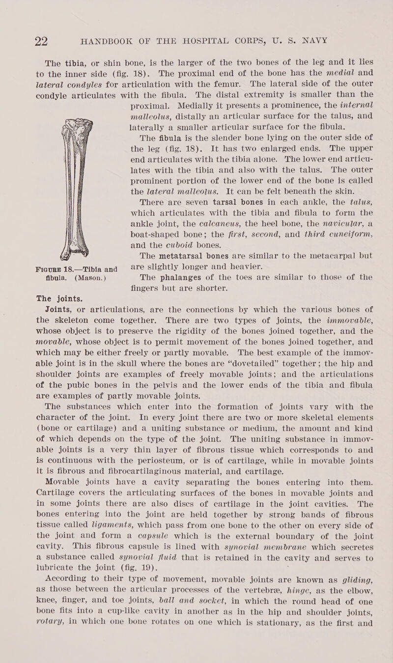 The tibia, or shin bone, is the larger of the two bones of the leg and it lies to the inner side (fig. 18). The proximal end of the bone has the medial and lateral condyles for articulation with the femur. ‘The lateral side of the outer condyle articulates with the fibula. The distal extremity is smaller than the proximal. Medially it presents a prominence, the internal malleolus, distally an articular surface for the talus, and laterally a smaller articular surface for the fibula. The fibula is the slender bone lying on the outer side of the leg (fig. 18). It has two enlarged ends. The upper end articulates with the tibia alone. The lower end articu- lates with the tibia and also with the talus. The outer prominent portion of the lower end of the bone is called the lateral malleolus. It can be felt beneath the skin. There are Seven tarsal bones in each ankle, the talus, which articulates with the tibia and fibula to form the ankle joint, the calcaneus, the heel bone, the navicular, a boat-shaped bone; the first, second, and third cuneiform, and the cuboid bones. qy The metatarsal bones are similar to the metacarpal but Ficurs 18.—Tibia and Fre slightly longer and heavier. fibula. (Mason.) The phalanges of the toes are similar to those of the fingers but are shorter.  The joints. Joints, or articulations, are the connections by which the various bones of the skeleton come together. There are two types of joints, the immovable, whose object is to preserve the rigidity of the bones joined together, and the movable, whose object is to permit movement of the bones joined together, and which may be either freely or partly movable. The best example of the immoy- able joint is in the skull where the bones are “dovetailed” together; the hip and shoulder joints are examples of freely movable joints; and the articulations of the pubic bones in the pelvis and the lower ends of the tibia and fibula are examples of partly movable joints. The substances which enter into the formation of joints vary with the character of the joint. In every joint there are two or more skeletal elements (bone or cartilage) and a uniting substance or medium, the amount and kind of which depends on the type of the joint. The uniting substance in immov- able joints is a very thin layer of fibrous tissue which corresponds to and is continuous with the periosteum, or is of cartilage, while in movable joints it is fibrous and fibrocartilaginous material, and cartilage. Movable joints have a cavity separating the bones entering into them. Cartilage covers the articulating surfaces of the bones in movable joints and in some joints there are also discs of cartilage in the joint cavities. The bones entering into the joint are held together by strong bands of fibrous tissue called ligaments, which pass from one bone to the other on every side of the joint and form a capsule which is the external boundary of the joint cavity. This fibrous capsule is lined with synovial membrane which secretes a substance called synovial flwid that is retained in the EN and serves to lubricate the joint (fig. 19). According to their type of movement, movable joints are known as gliding, as those between the articular processes of the vertebra, hinge, as the elbow, knee, finger, and toe joints, ball and socket, in which the round head of one bone fits into a cup-like cavity in another as in the hip and shoulder joints, rotary, in which one bone rotates on one which is Stationary, as the first and