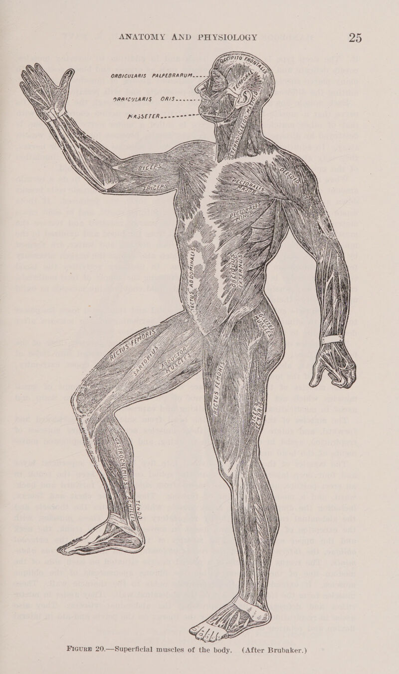 gs EntelPiTO kos GE gis          ARAISYLARIS OR/S.4- MASSETER coe 007 7 é   fi Z EEF = =S : = = j = A Ze EL z ZZ Yip CLE Zi es  SS       Z WSS — = = = tig    Ficurp 20.—Superficial muscles of the body. (After Brubaker.)