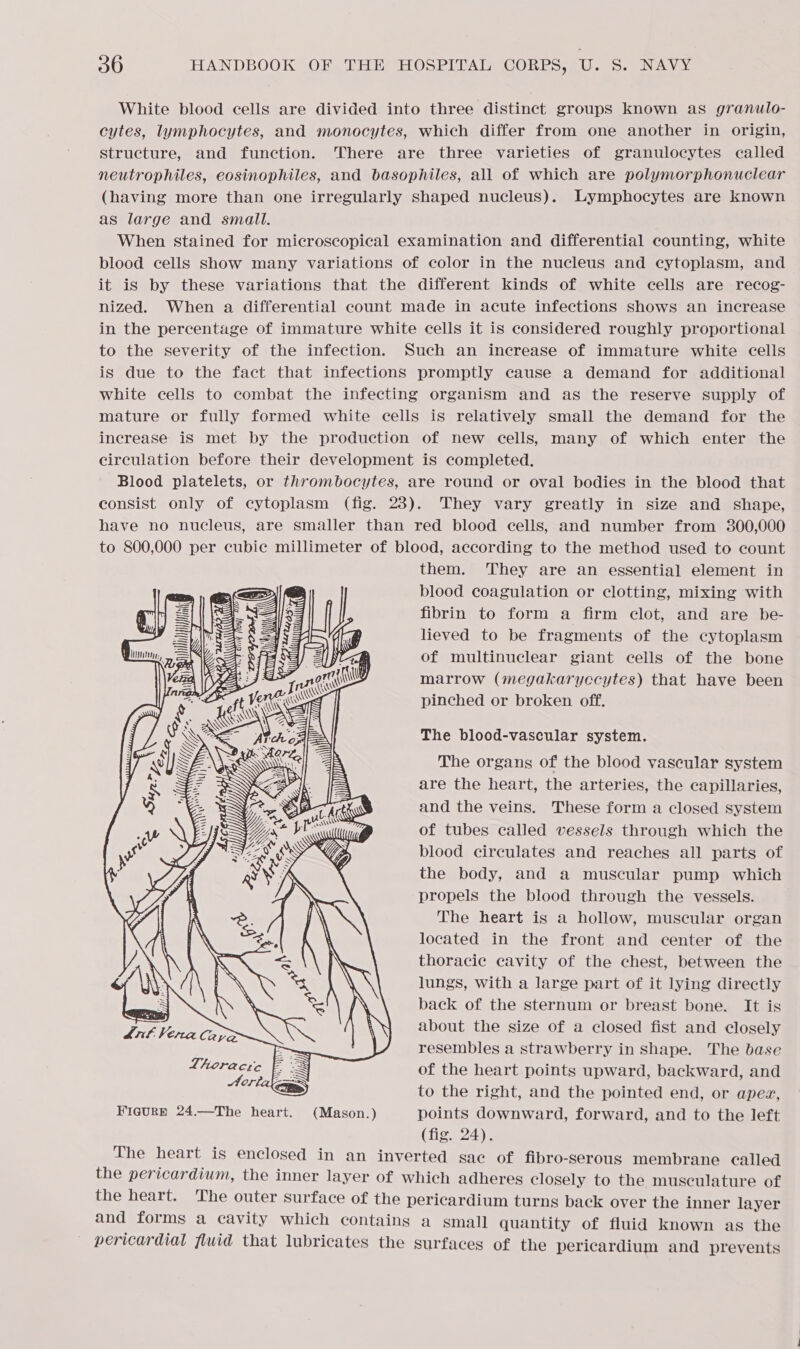 White blood cells are divided into three distinct groups known as granulo- cytes, lymphocytes, and monocytes, which differ from one another in origin, structure, and function. There are three varieties of granulocytes called neutrophiles, eosinophiles, and basophiles, all of which are polymorphonuclear (having more than one irregularly shaped nucleus). Lymphocytes are known as large and small. When stained for microscopical examination and differential counting, white blood cells show many variations of color in the nucleus and cytoplasm, and it is by these variations that the different kinds of white cells are recog- nized. When a differential count made in acute infections shows an increase in the percentage of immature white cells it is considered roughly proportional to the severity of the infection. Such an increase of immature white cells is due to the fact that infections promptly cause a demand for additional white cells to combat the infecting organism and as the reserve supply of mature or fully formed white cells is relatively small the demand for the increase is met by the production of new cells, many of which enter the circulation before their development is completed. Blood platelets, or thrombocytes, are round or oval bodies in the blood that consist only of cytoplasm (fig. 23). They vary greatly in size and shape, have no nucleus, are smaller than red blood cells, and number from 300,000 to 800,000 per cubic millimeter of blood, according to the method used to count them. They are an essential element in blood coagulation or clotting, mixing with fibrin to form a firm clot, and are be- lieved to be fragments of the cytoplasm of multinuclear giant cells of the bone marrow (megakaryccytes) that have been pinched or broken off. The blood-vascular system. The organs of the blood vascular system are the heart, the arteries, the capillaries, and the veins. These form a closed system of tubes called vessels through which the blood circulates and reaches all parts of the body, and a muscular pump which propels the blood through the vessels. The heart is a hollow, muscular organ located in the front and center of the thoracic cavity of the chest, between the lungs, with a large part of it lying directly back of the sternum or breast bone. It is   Aaiaapee TNE about the size of a closed fist and closely eee resembles a strawberry in shape. The base L ieee 2S of the heart points upward, backward, and ee to the right, and the pointed end, or apex, FiaurE 24.—The heart. (Mason.) points downward, forward, and to the left (fig. 24). The heart is enclosed in an inverted sac of fibro-serous membrane called the pericardium, the inner layer of which adheres closely to the musculature of the heart. The outer surface of the pericardium turns back over the inner layer and forms a cavity which contains a small quantity of fluid known as the pericardial fluid that lubricates the surfaces of the pericardium and prevents